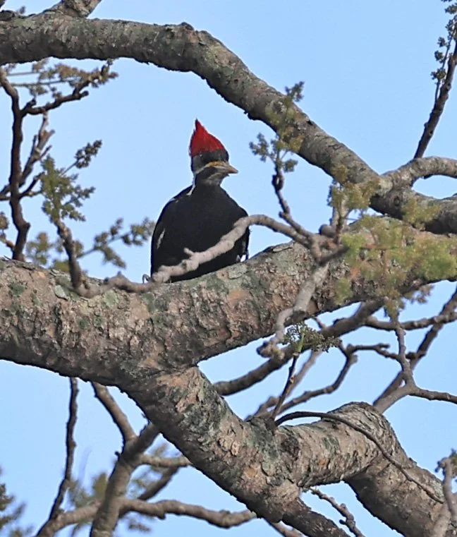Black-bodied Woodpecker (Dryocopus schulzi) Selva Serena Natural Reserve (10).jpg