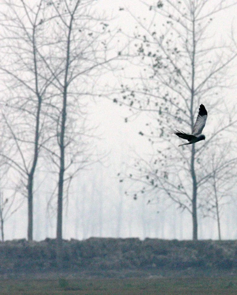 Circus cyaneus - HEN HARRIER - NANJI HILL RESERVE - POYANG LAKE, JIANGXI PROVINCE, CHINA (2).JPG
