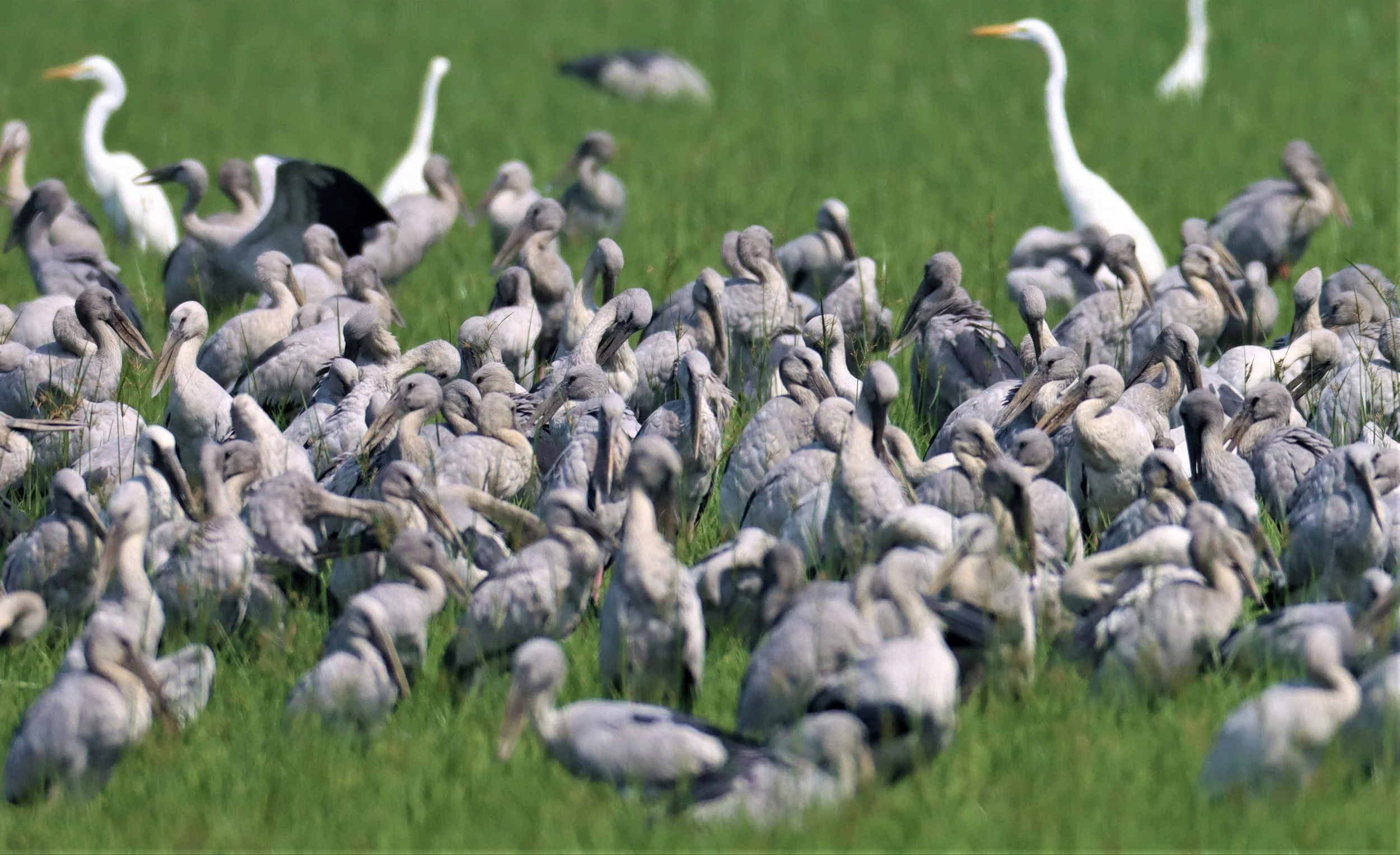 STORK - ASIAN OPENBILL - Anastomus oscitans - BANG KHAEM WETLANDS NAKHON PATHOM (28).jpg