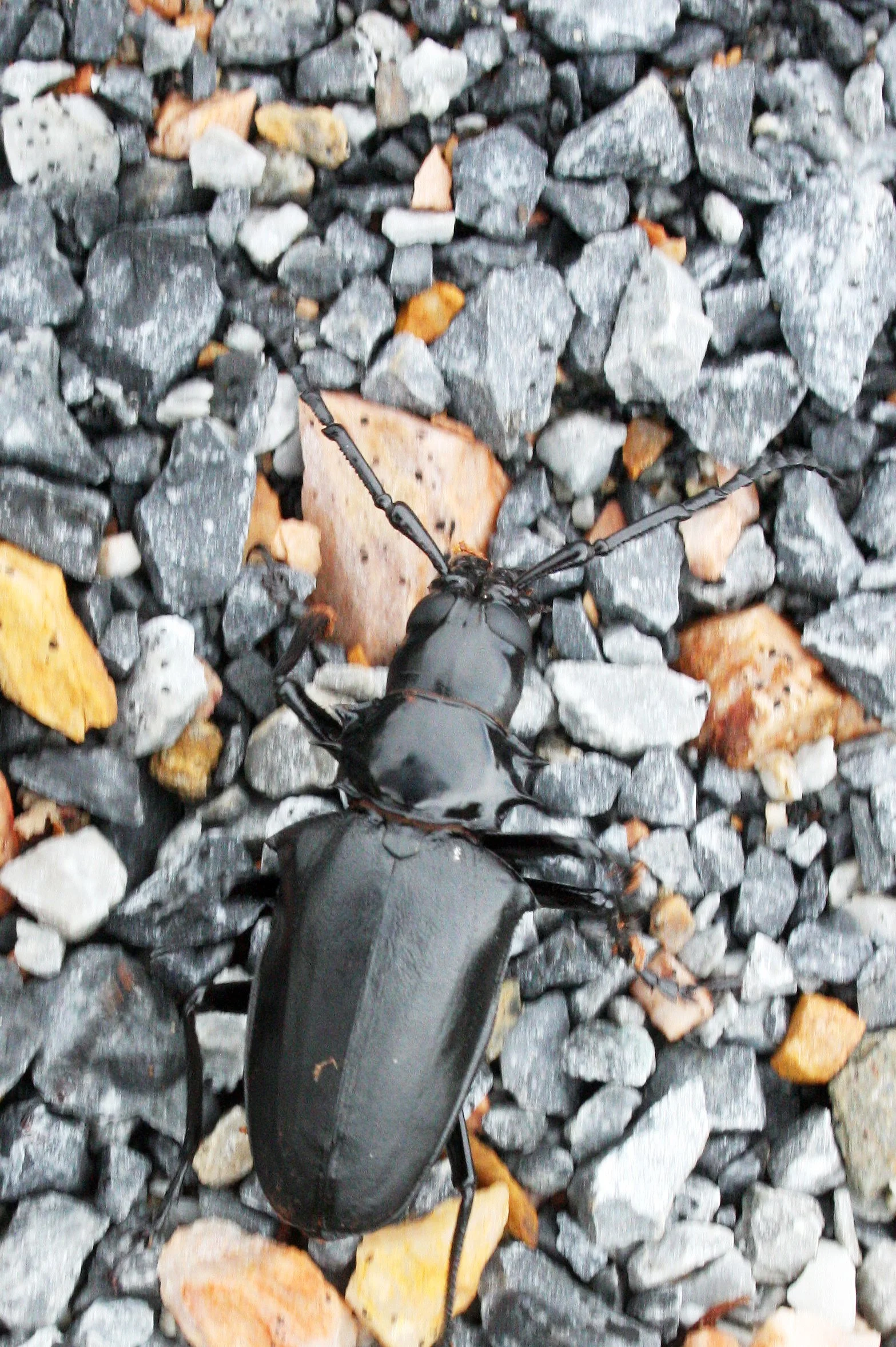 Walrus Tusk Beetle (Dorysthenes walkeri)