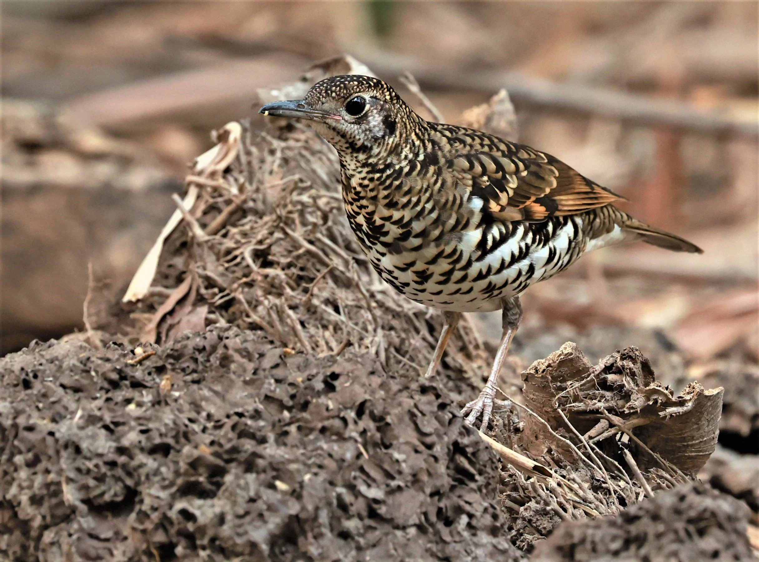 White's Thrush (Zoothera aurea) Putthamonthon Park Nakhon Pathom Thailand (170).jpg