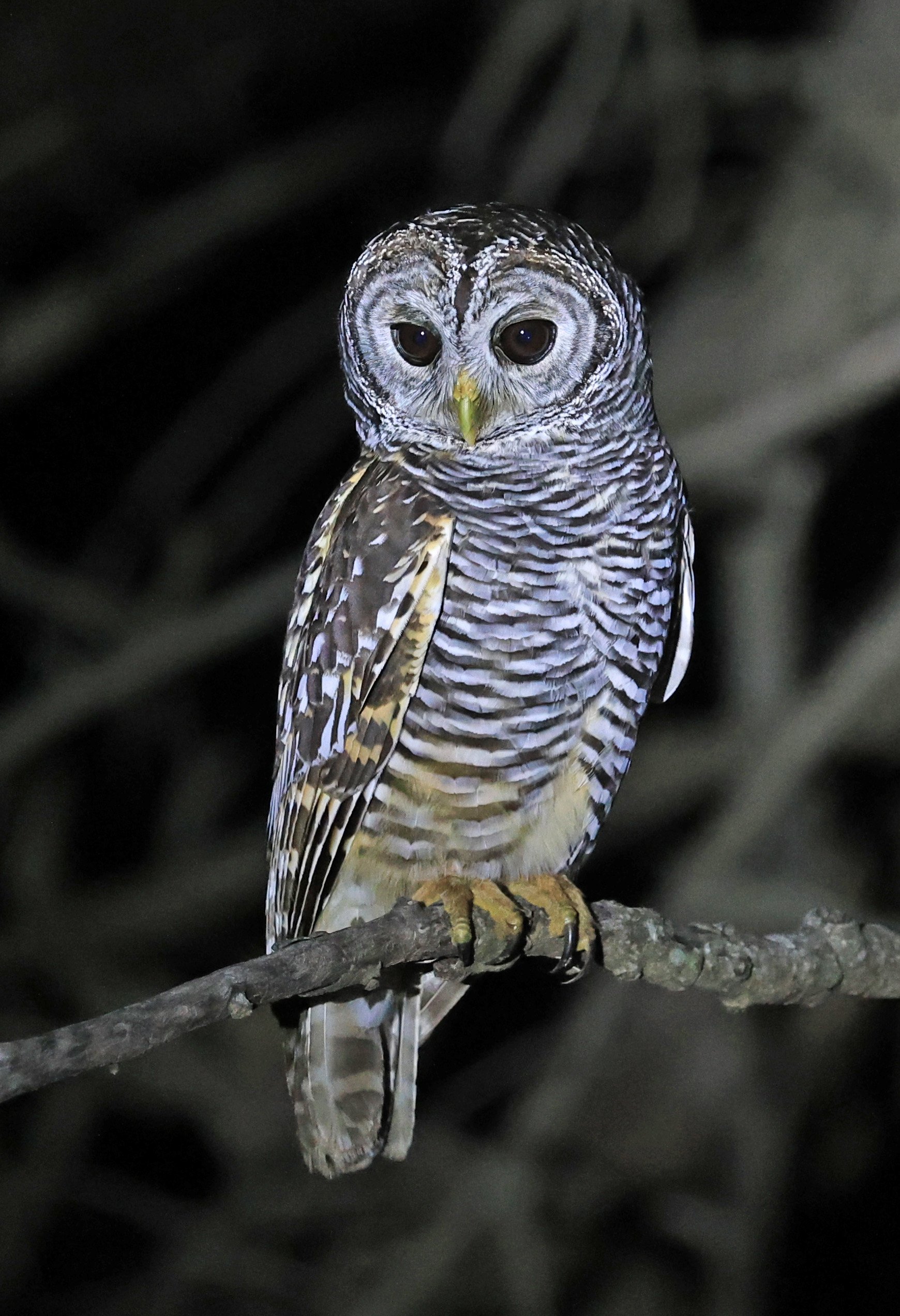Chaco Owl (Strix chacoensis) Reserva Nueland  Selva Serena (12).jpg
