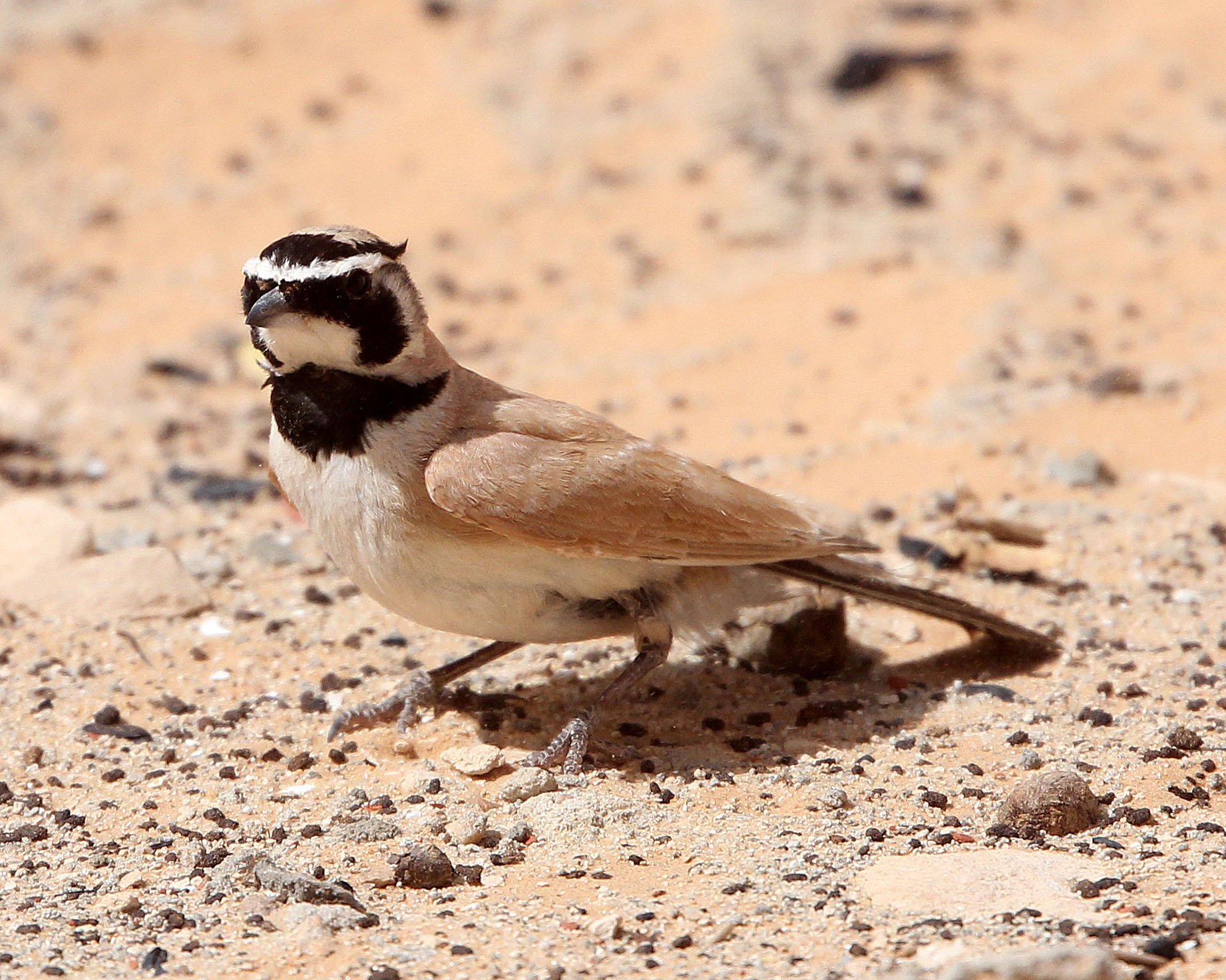 Temminck's Lark or Shore Lark (Eremophila bilopha) Jebil NP Tunisia (5).JPG