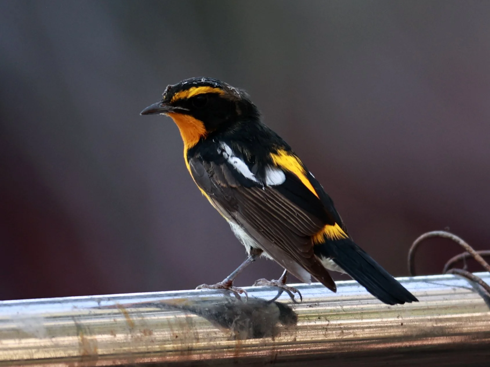 Flycatcher - Narcissus Flycatcher - Ficedula narcissina - Bang Pu Mangrove Forest Reserve, Samut Prakan March 30, 2024 (39).jpg