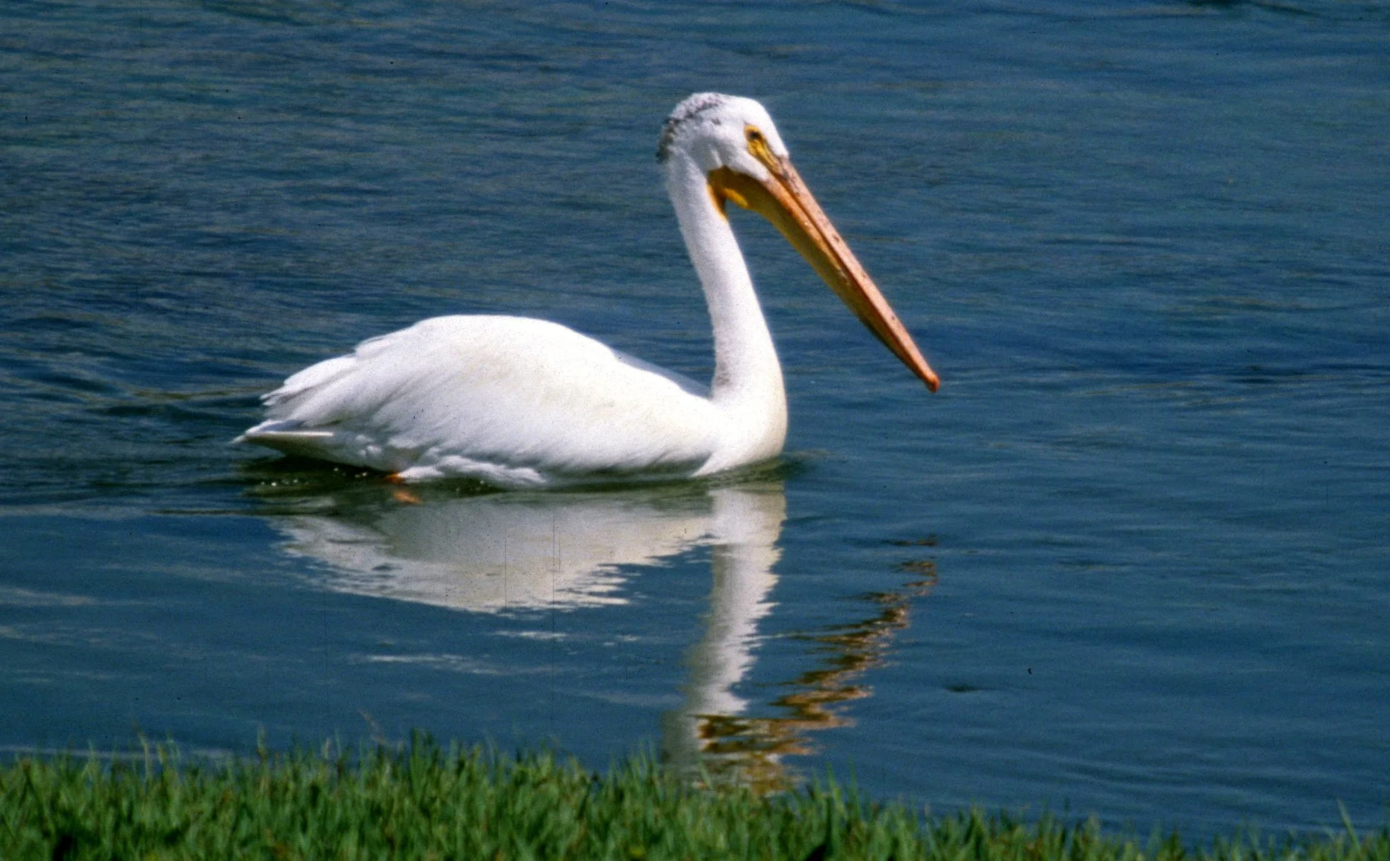 Pelecanus erythrorhynchos - AMERICAN WHITE PELICAN - WYOMING (1).jpg