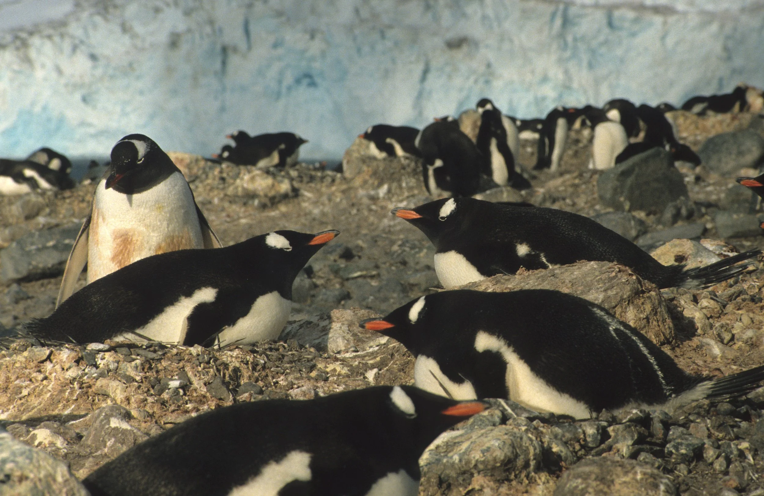 Gentoo Penguin (Pygoscelis papua) Danco Island Antarctic Peninsula (41).jpg
