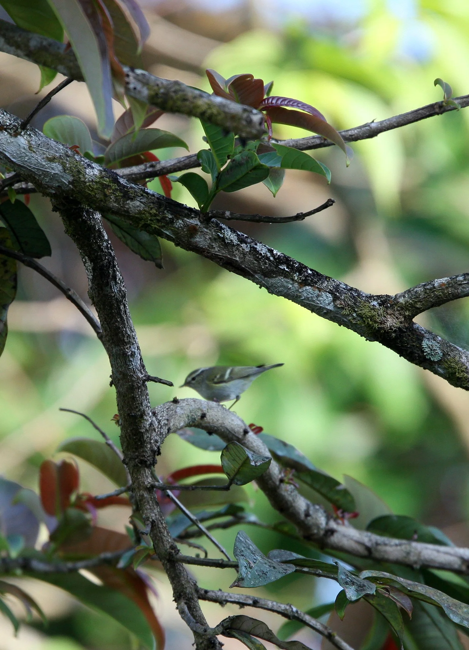 Two-barred Warbler - Phylloscopus plumbeitarsus - Kaeng Krachan NP, Thailan