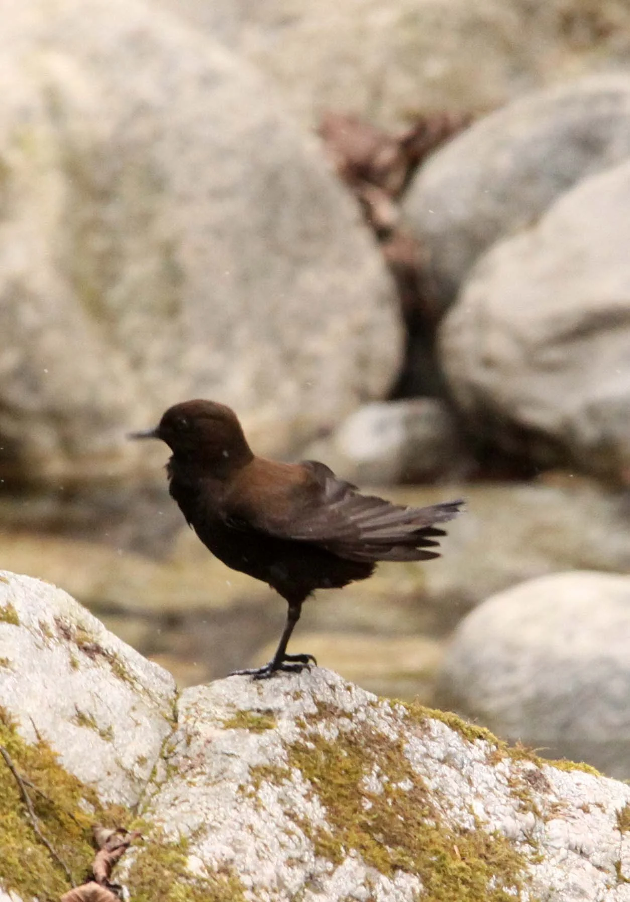 Brown dipper (Cinclus pallasii) Foping Nature Reserve Shaanxi China (18).JPG
