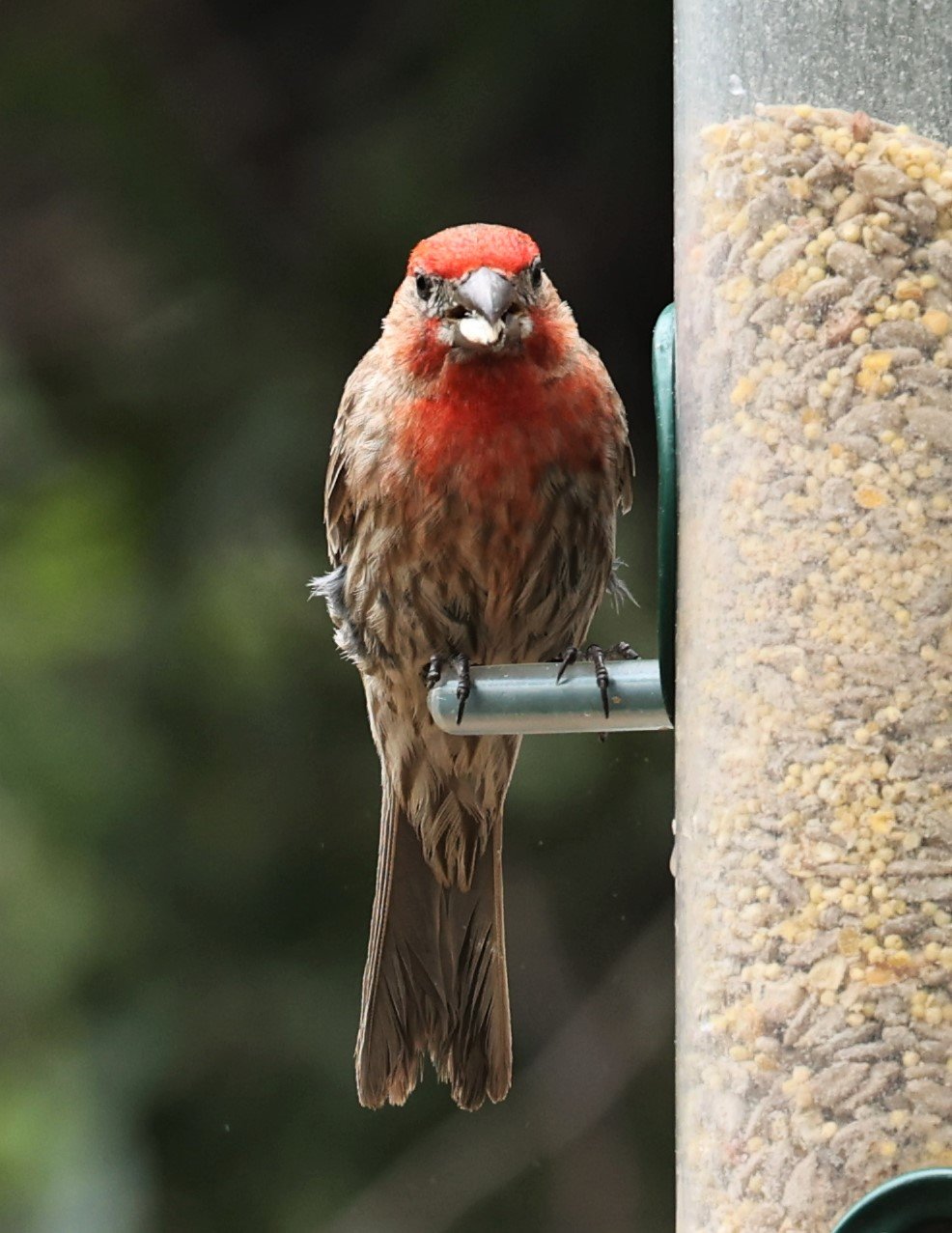 House Finch (Haemorhous mexicanus) Ash Canyon Arizona (4).jpg