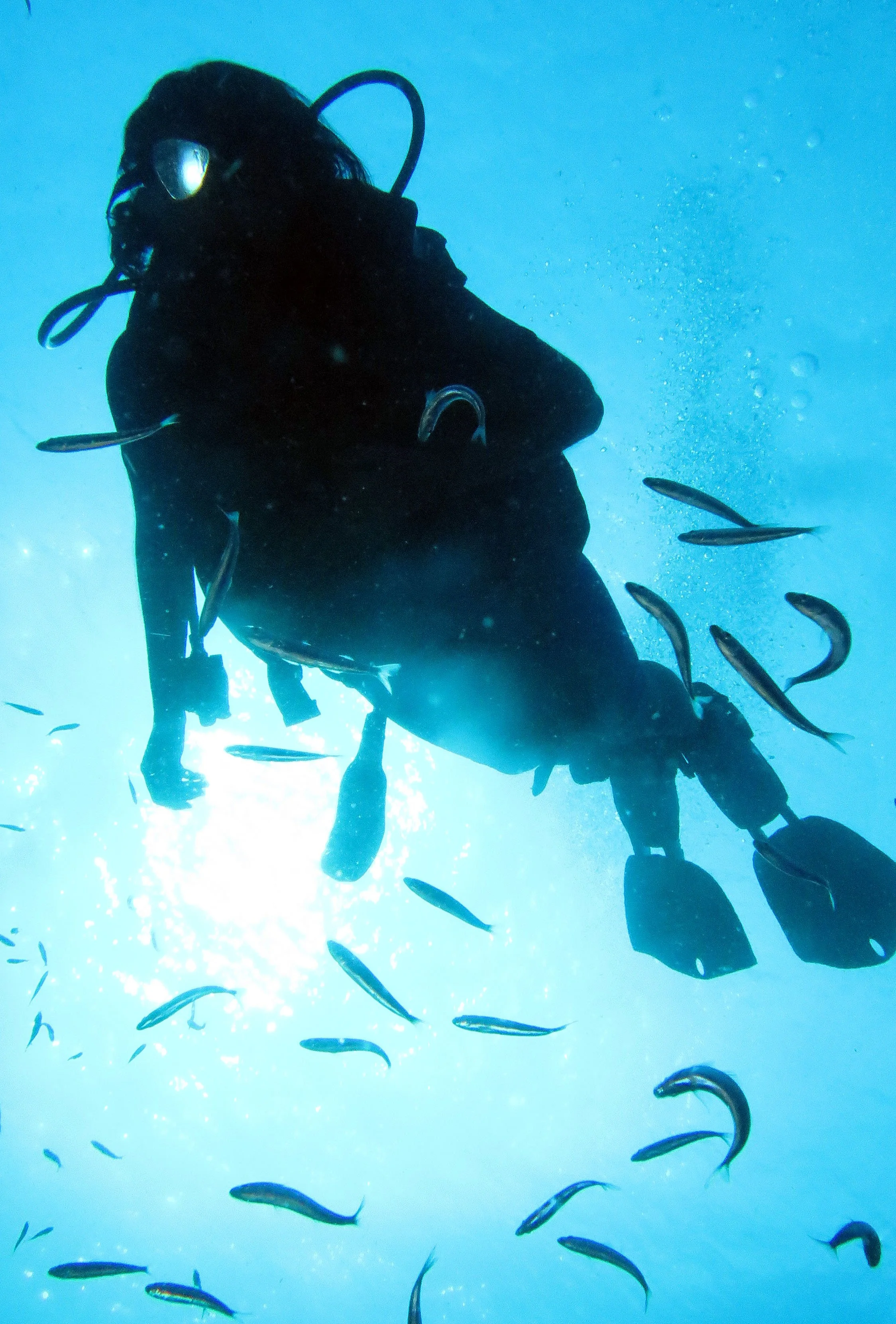 2016 Similans Trip with ISB GCW (52).JPG