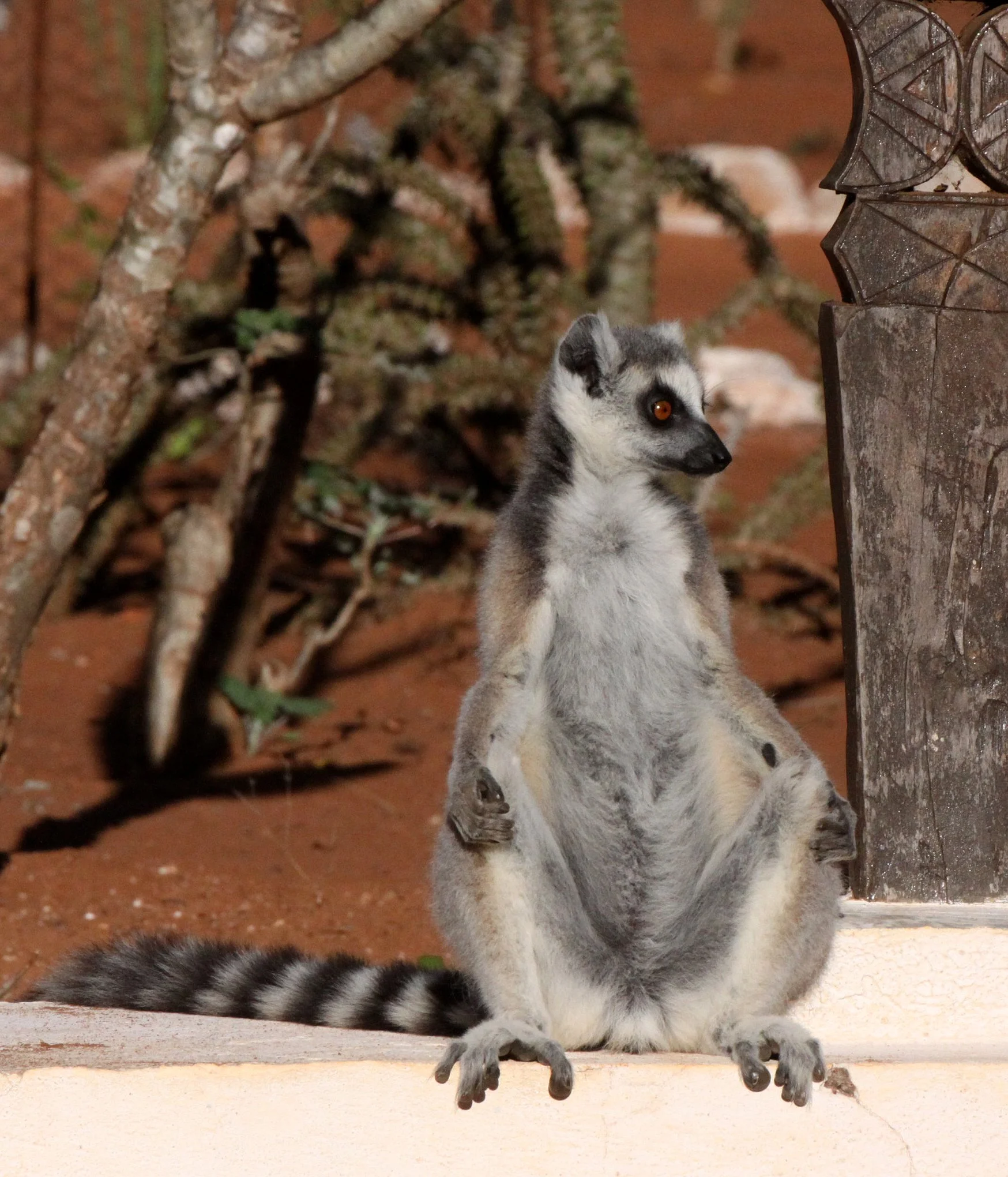 LEMURIDAE - Lemur catta - RING-TAILED LEMUR - BERENTY RESERVE MADAGASCAR (65).JPG