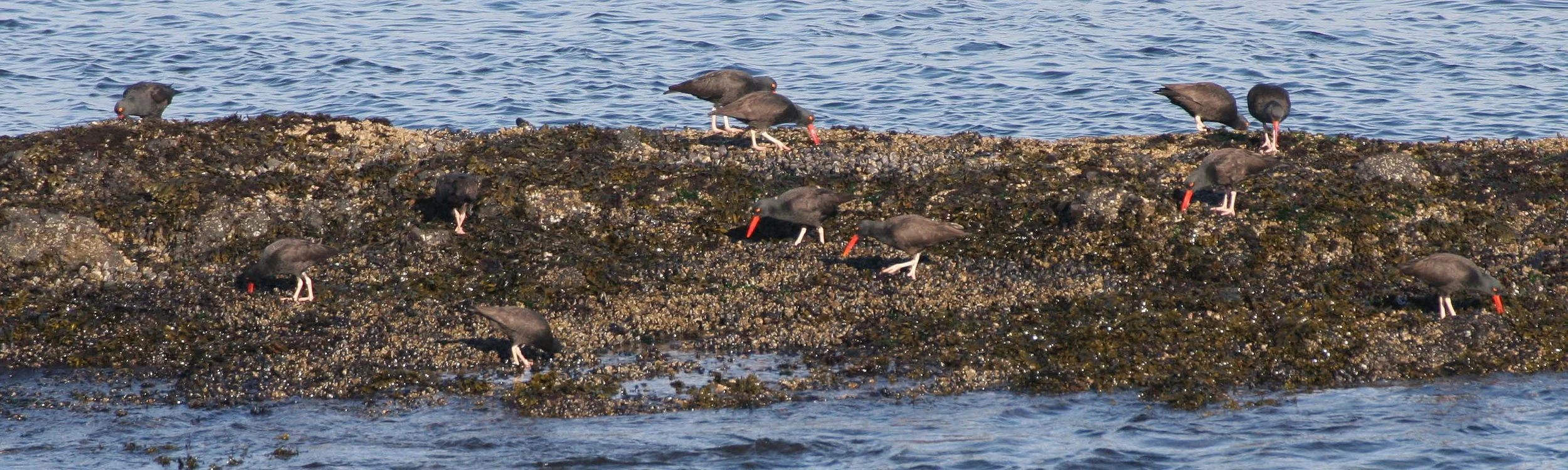 BIRD - OYSTER CATCHER - BLACK OYSTER CATCHERS - SALT CREEK.jpg