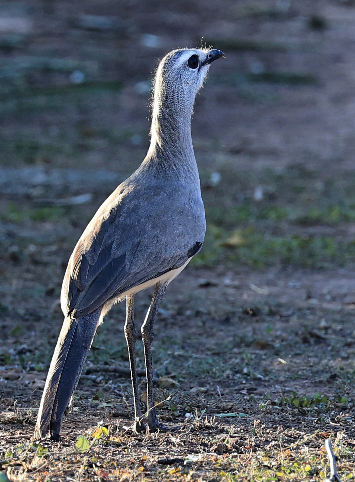 Black-legged Seriema (Chunga burmeisteri) Parque Nacional Teniente Agripino Enciso (5).jpg