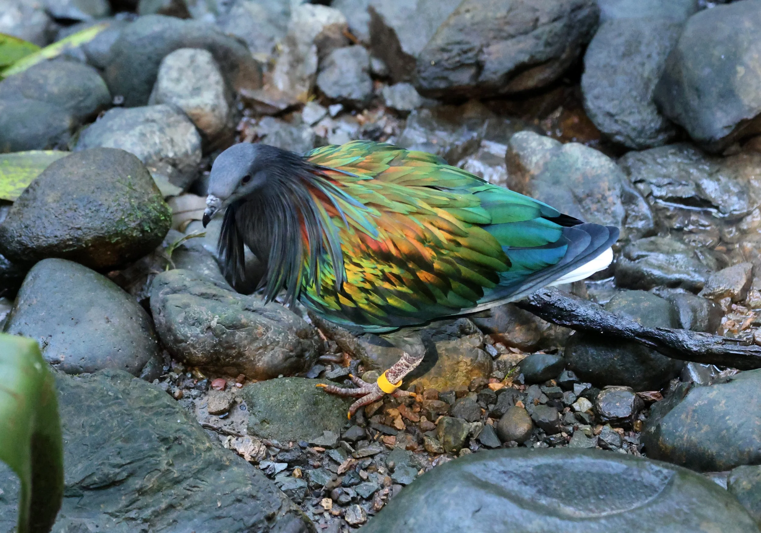 Nicobar Pigeon (Caloenas nicobarica) Lone Pine Wildlife Sanctuary Brisbane - Queensland (3).jpg