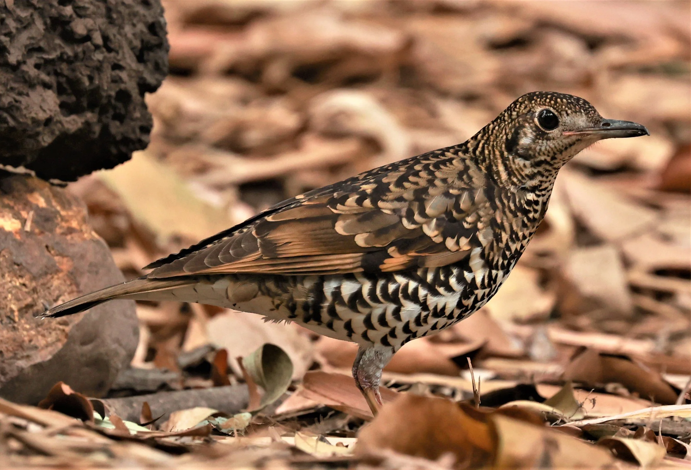 White's Thrush (Zoothera aurea) Putthamonthon Park Nakhon Pathom Thailand (2).jpg