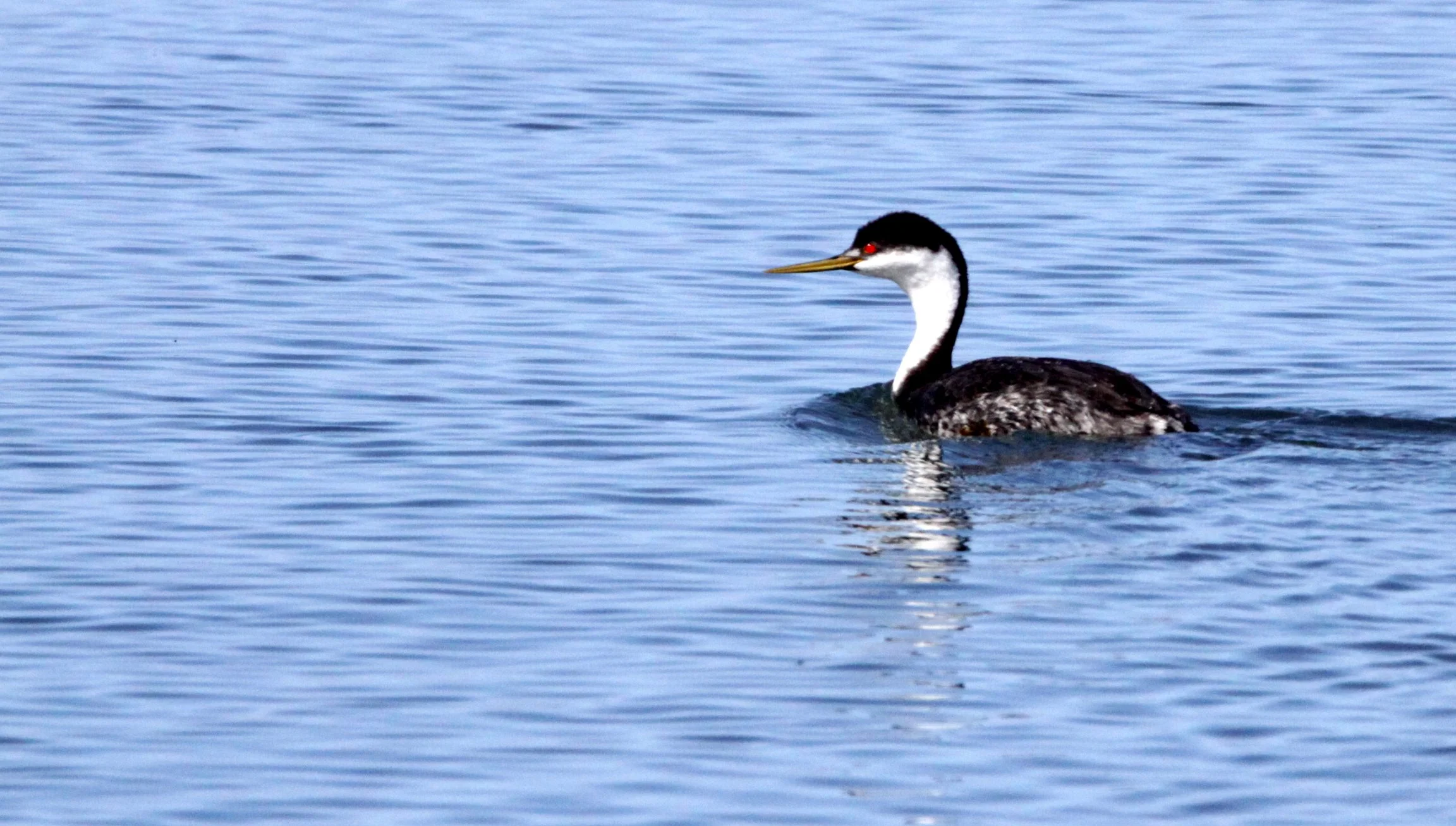 Western Grebe (Aechmophorus occidentalis) Elkhorn Slough WR California (3).JPG