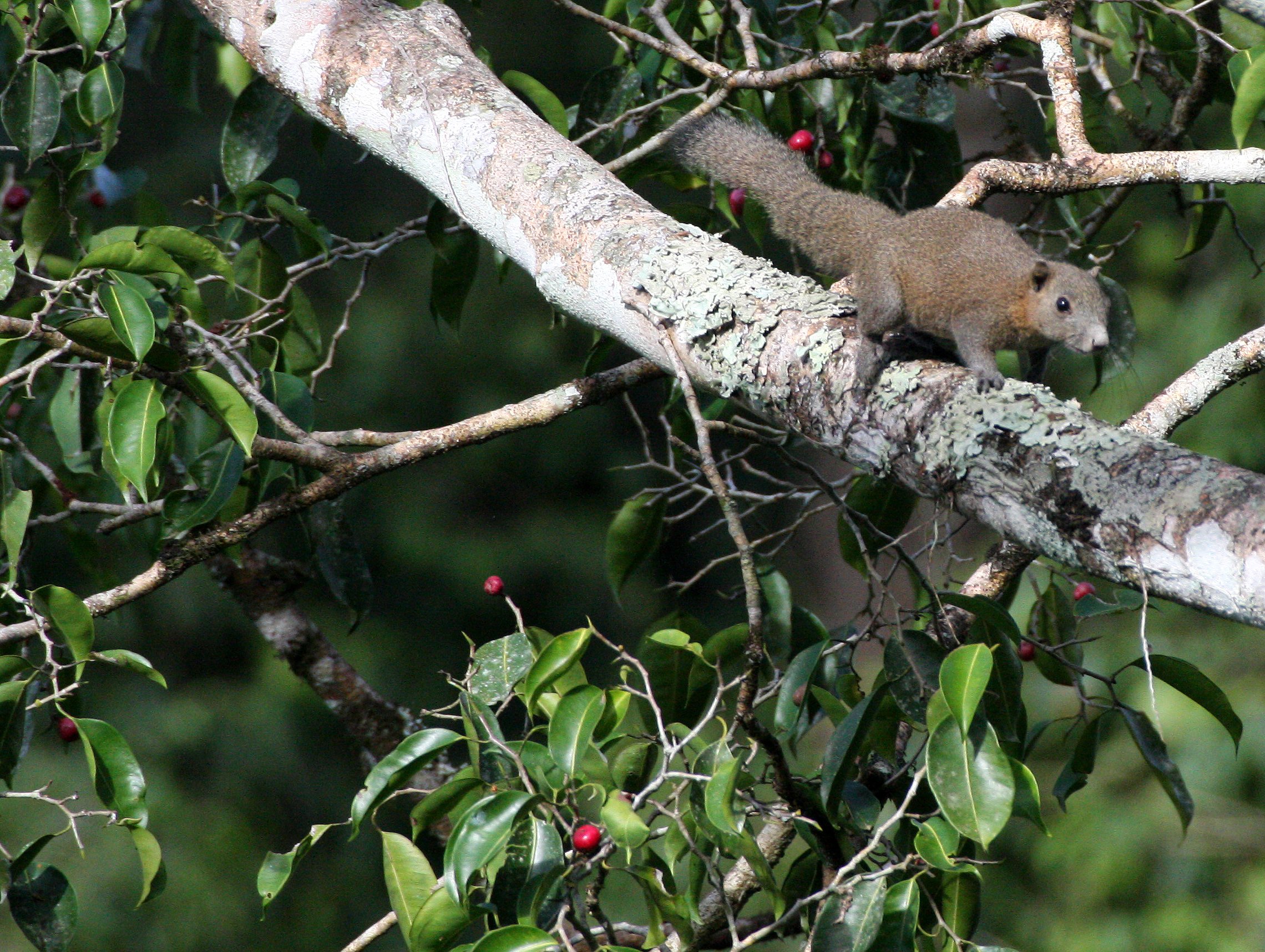 2016 Koh Lanta TheOtherSideVillas - Nature at our Home (146).JPG
