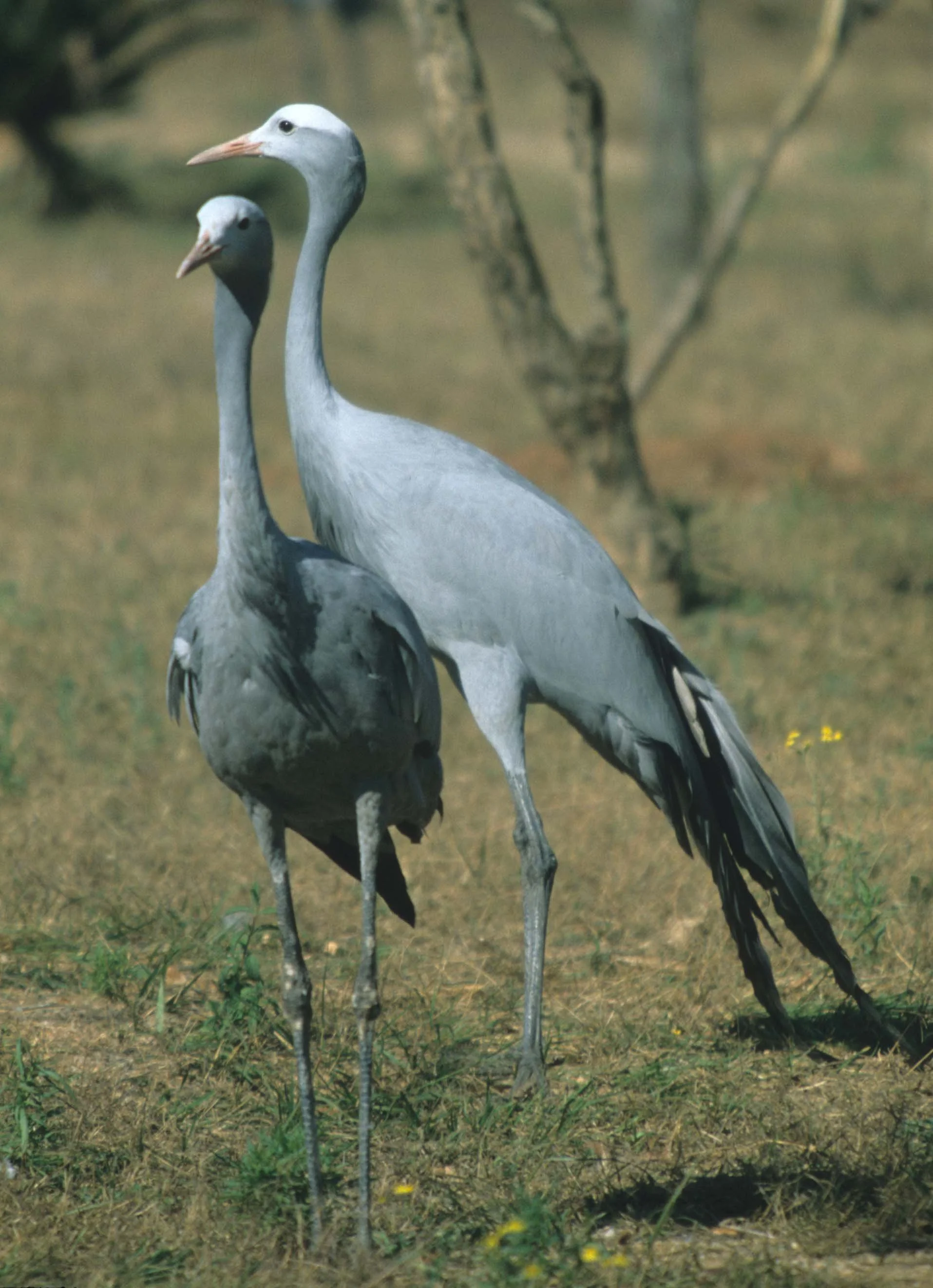 BIRDS - CRANE - BLUE - KRUGER C.jpg