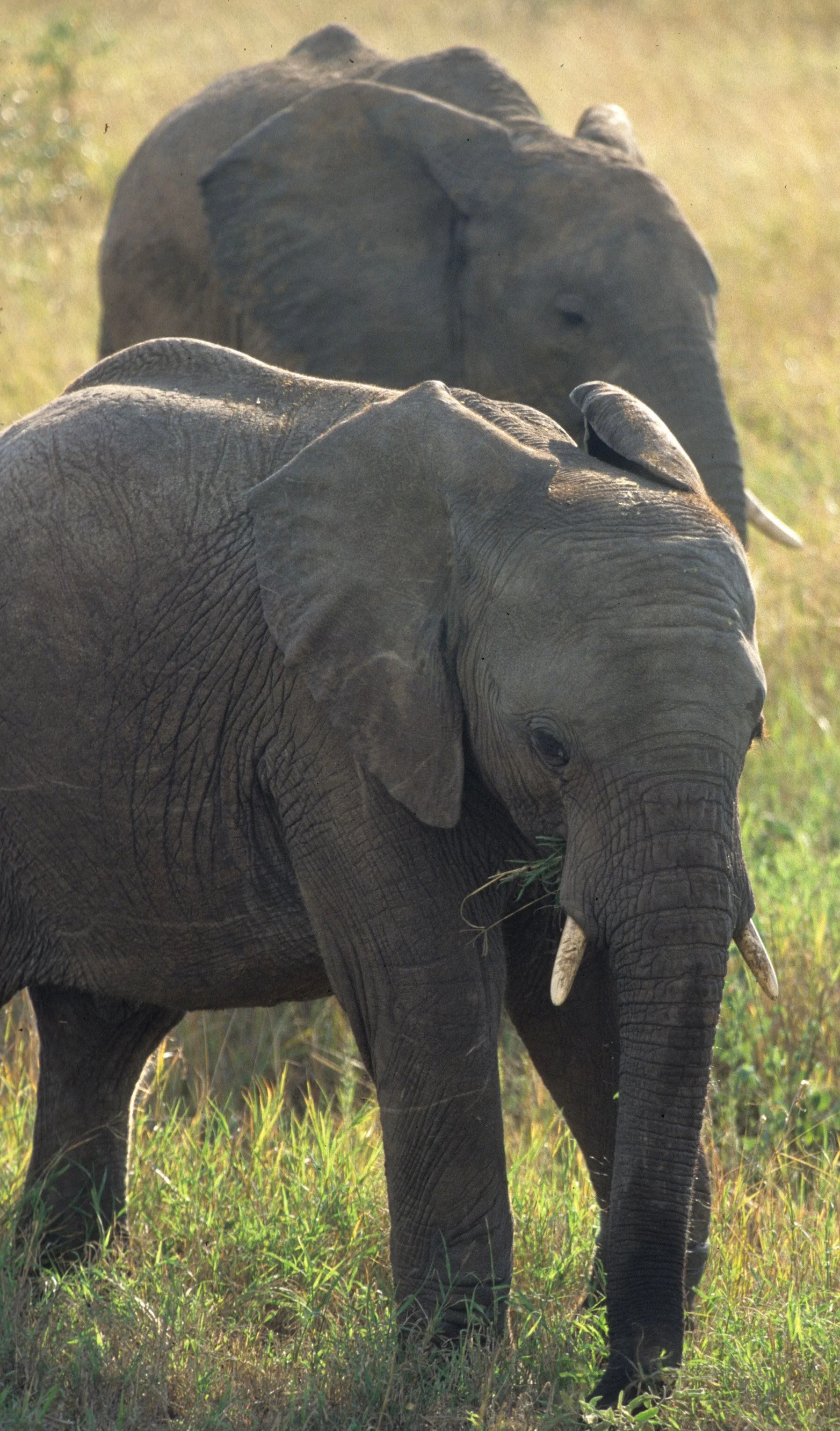 ELEPHANT - SERENGETI 26.jpg