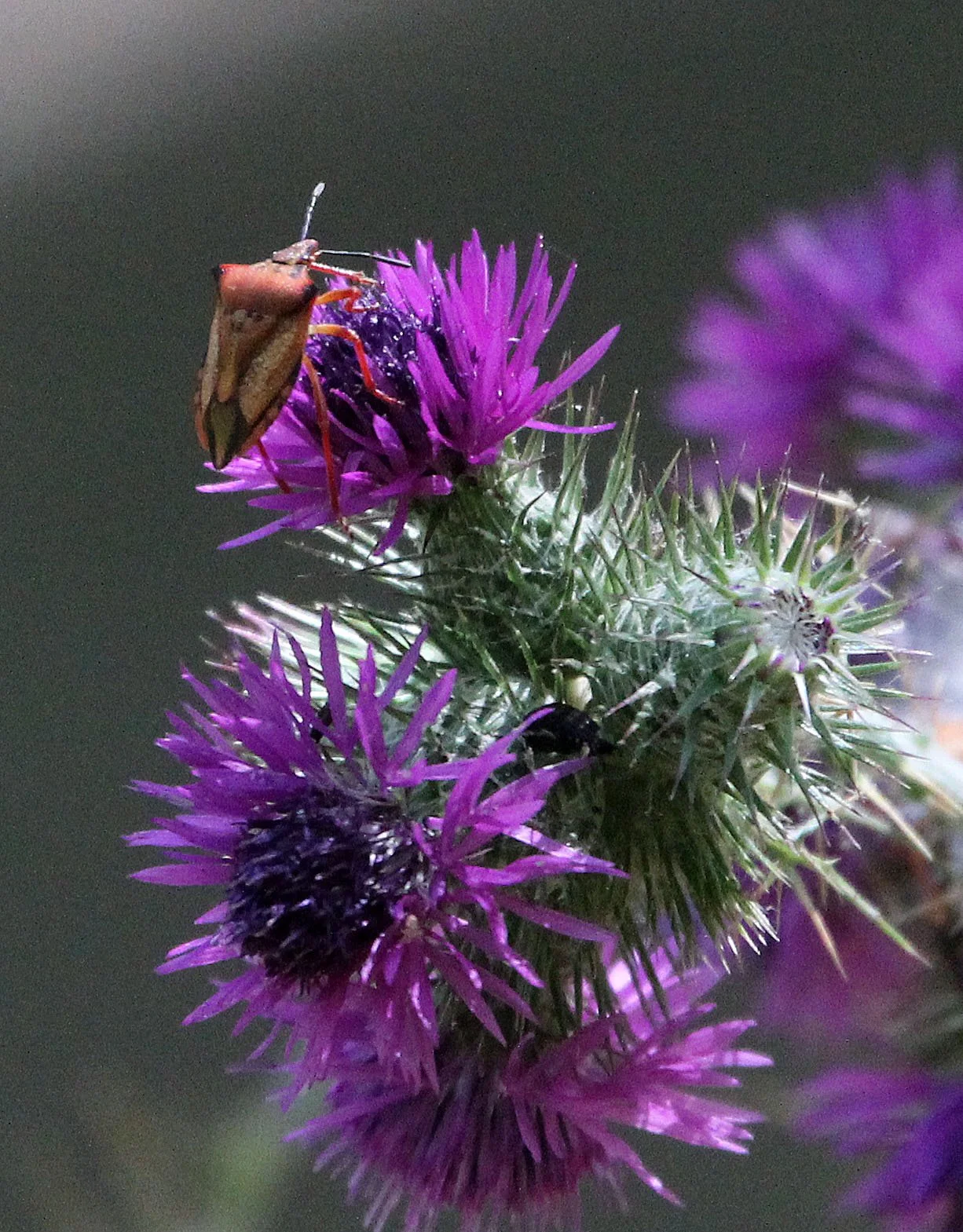 Pentatomadae - Unidentified Species 1 - Feija NP, Tunisia
