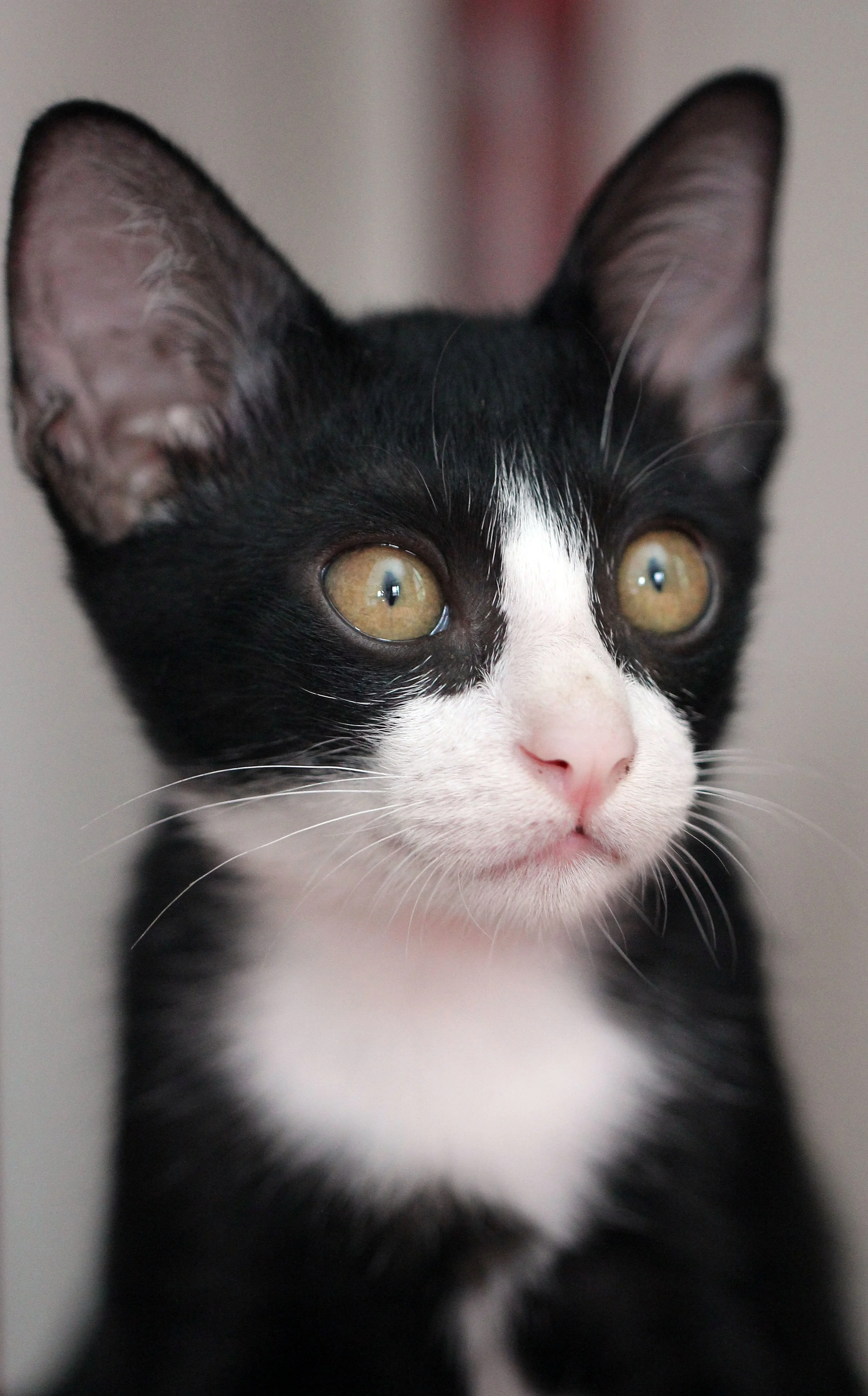 2015 Cats - Ukura & Jean Luc (18).JPG