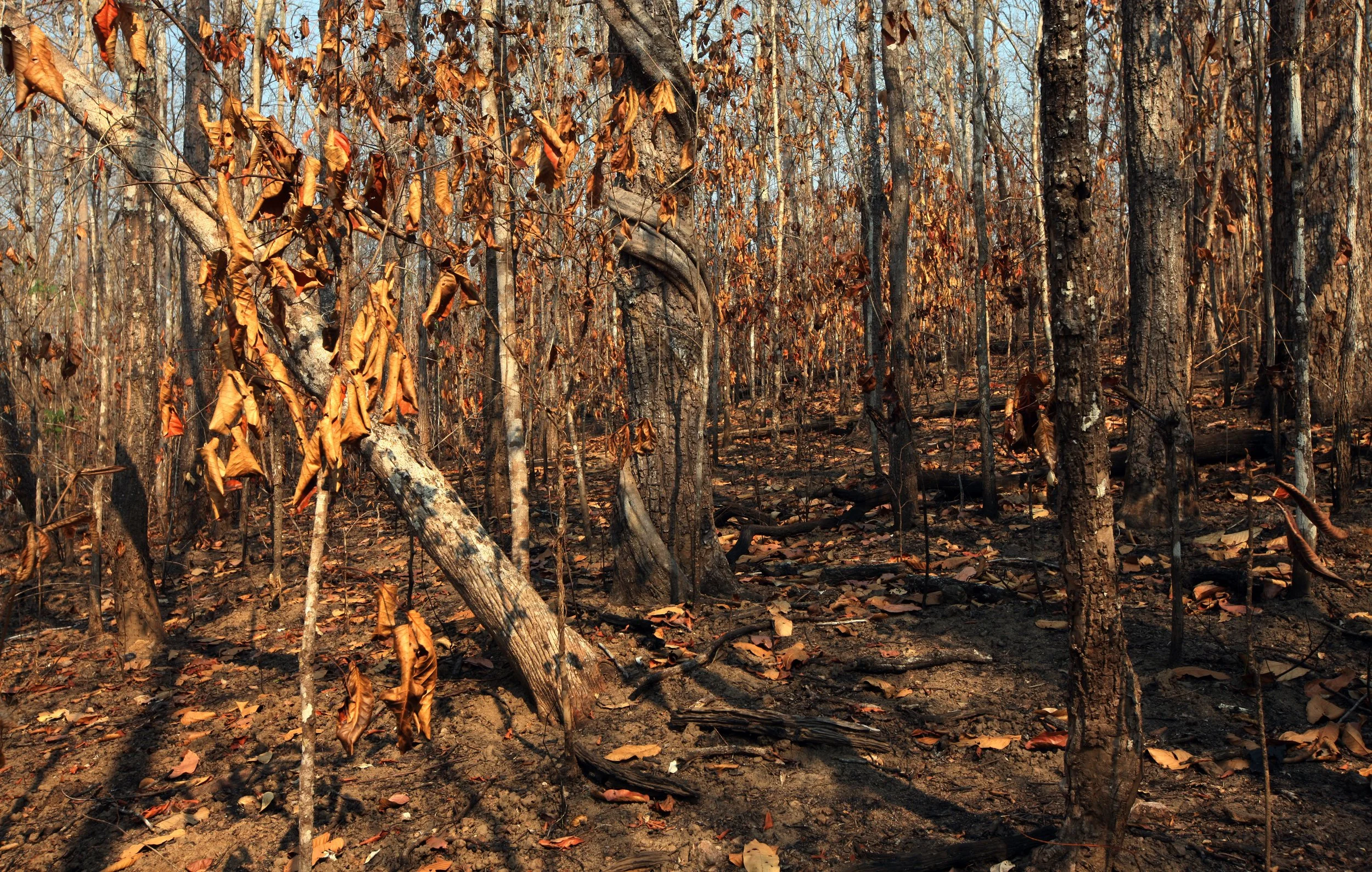 Forest fires in this region frequently turn lush forests into blackened landscapes covered in ash, causing significant loss of flora and fauna. 
