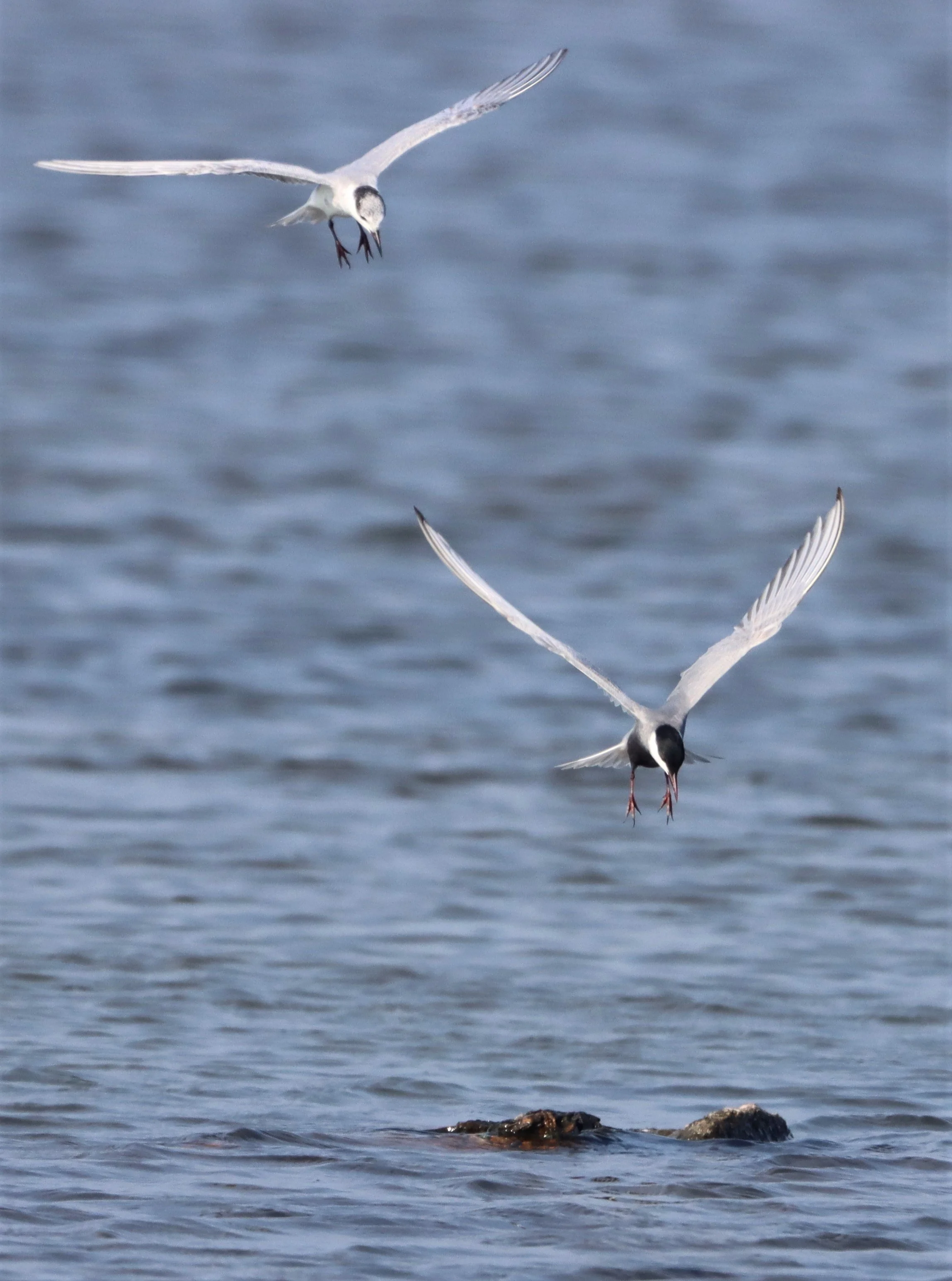 TERN - WHISKERED TERN - Chlidonias hybridus - BANG PAKONG SALT PANS CHACHOENGSAO WEST OF RIVER (15).jpg