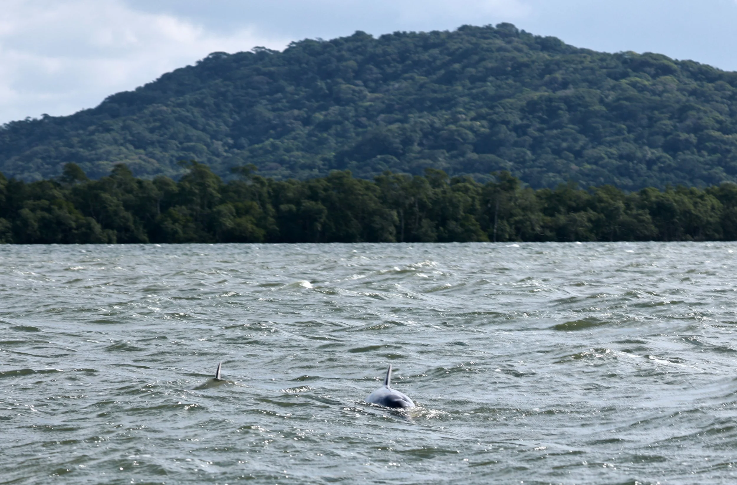 Guiana Dolphin (Sotalia guianensis) Superagüi National Park, Brazil (2).jpg