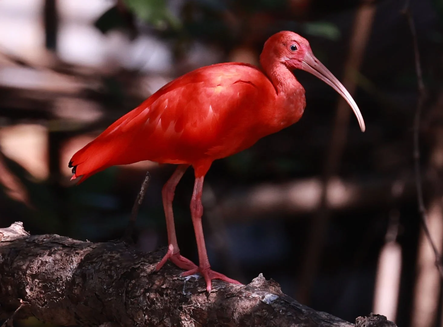 Ibis - Scarlet Ibis - Eudocimus ruber - 29 Songkaow Cafe, Chachoengsao Thailand (83).jpg