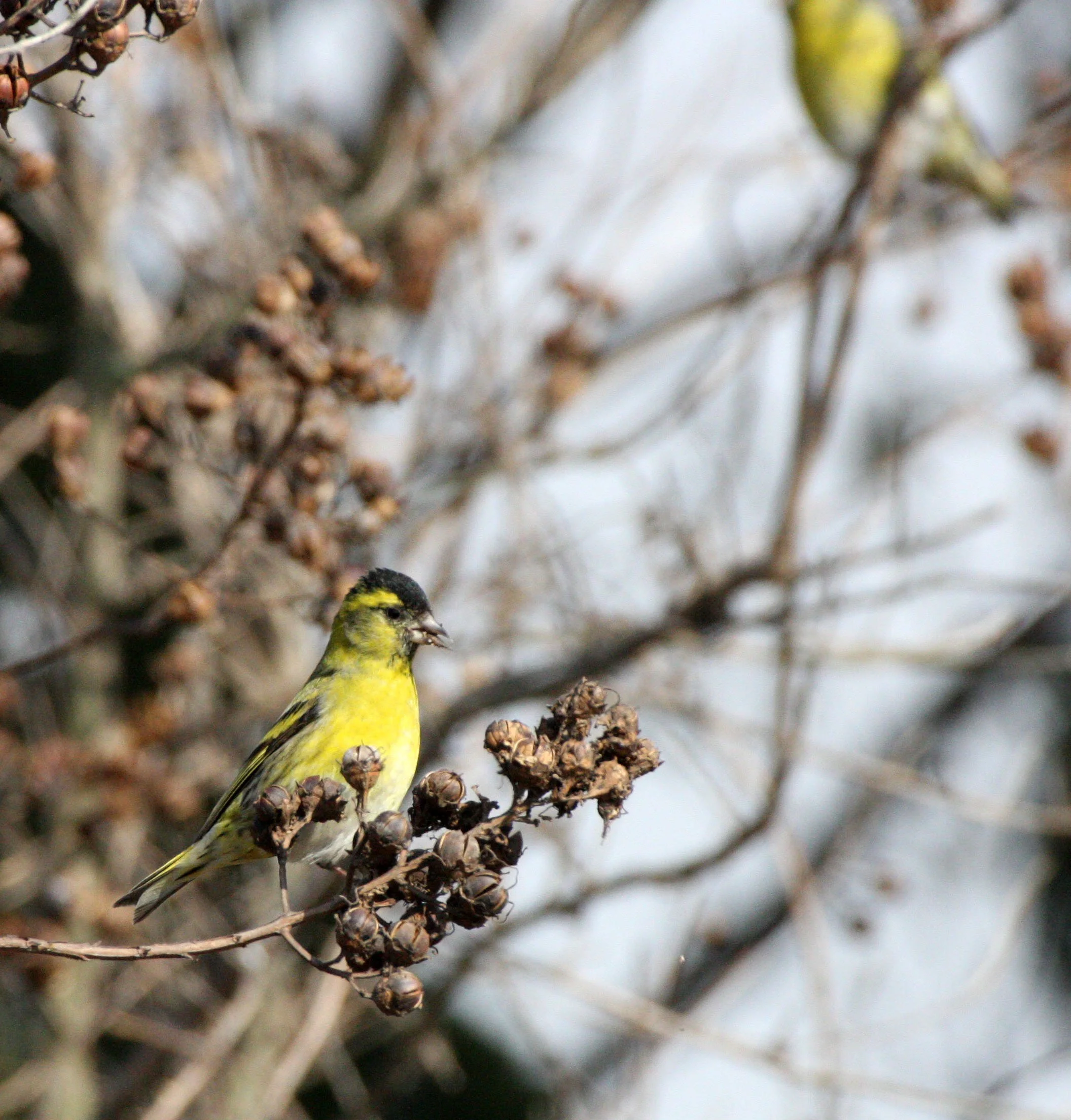 Eurasian Siskin (Spinus spinus) Links Golf Course, Pudong Shanghai China (3).JPG
