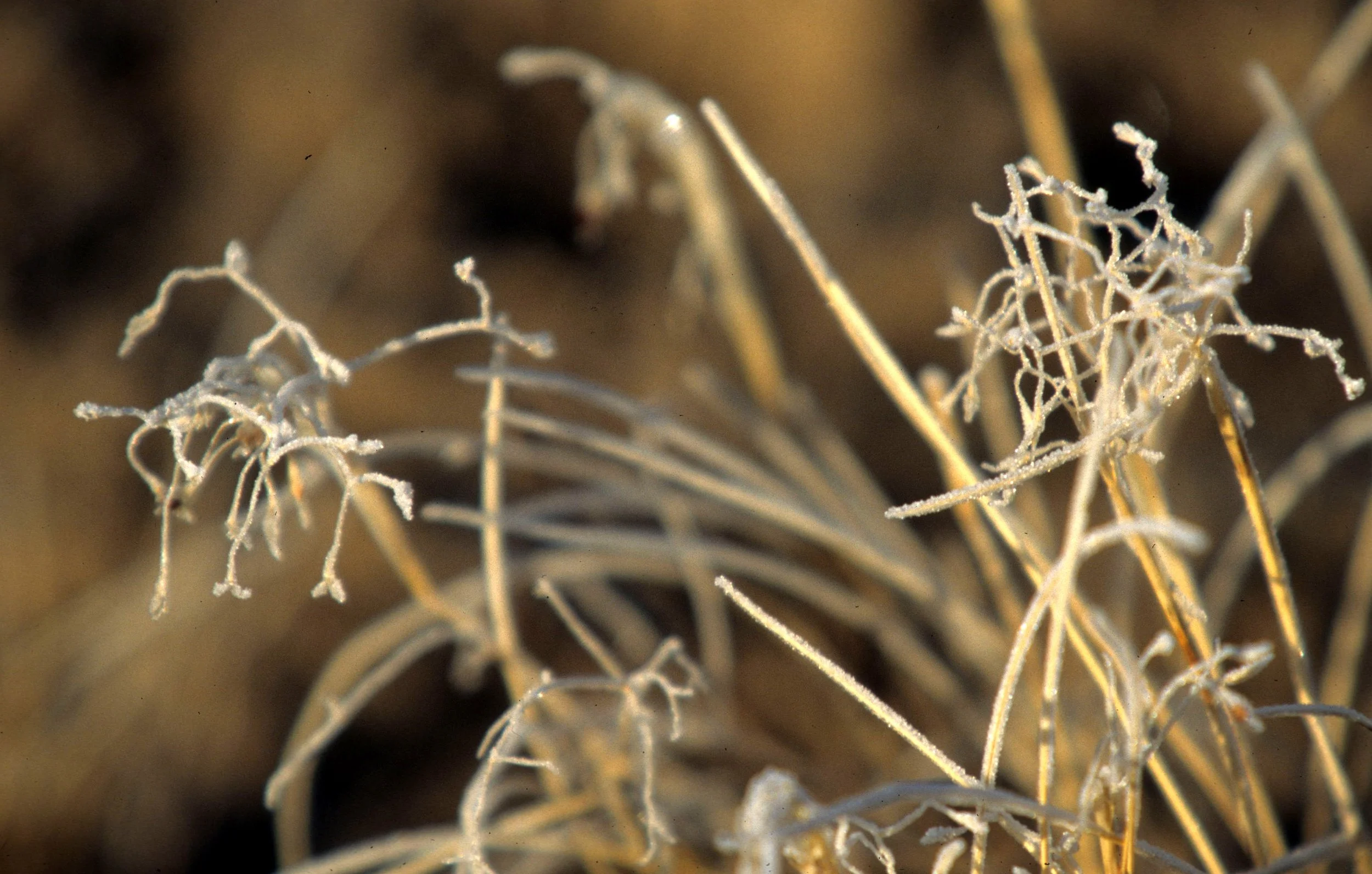 UTAH - CANYONLANDS NP - FROZEN PLANT.jpg
