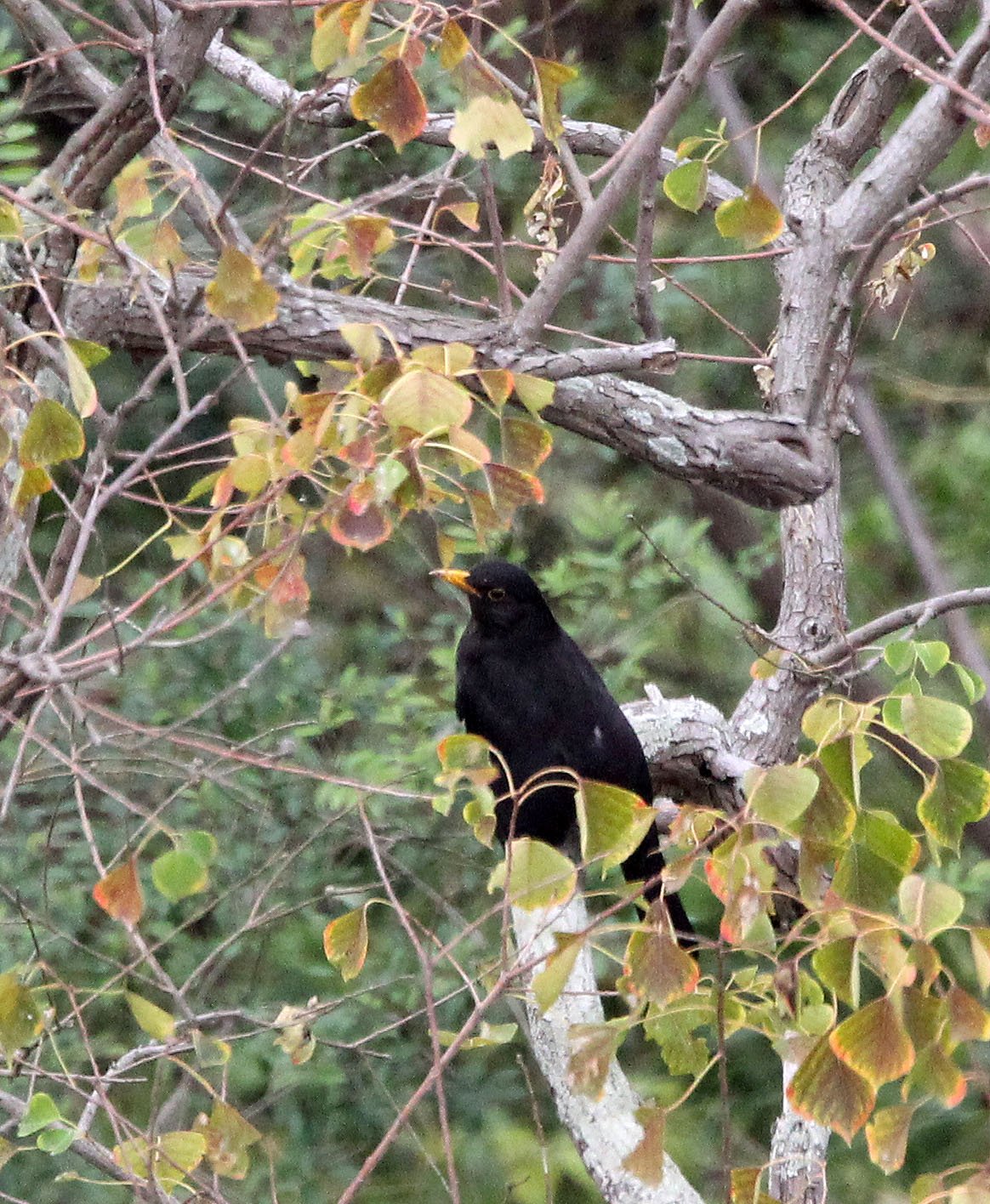 Eurasian Blackbird (Turdus merula) Poyang Lake Jiangxi China (2).JPG