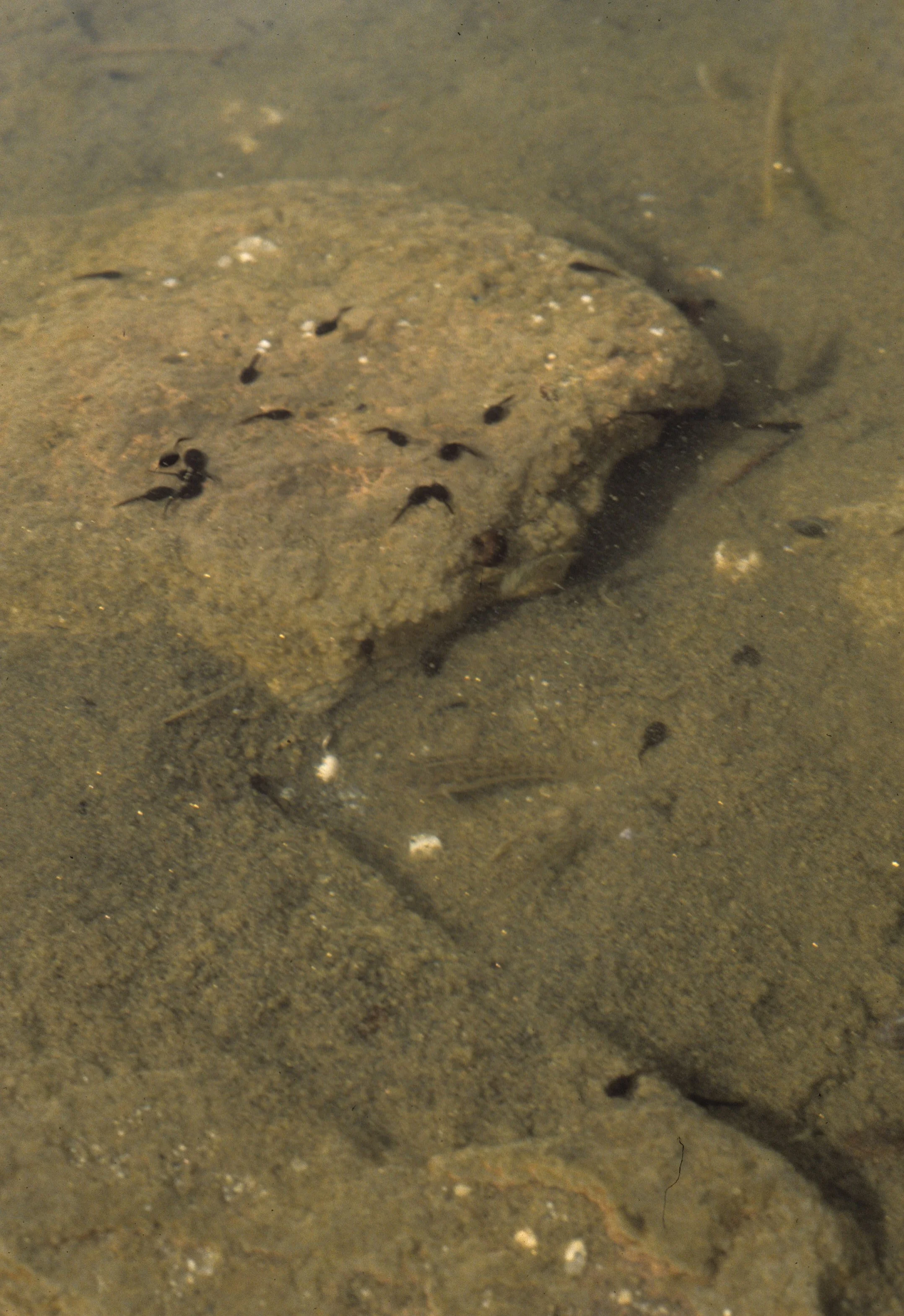 ANZA BORREGO - TOAD - SPADE FOOT TADPOLES WITH DESERT PUPFISH.jpg