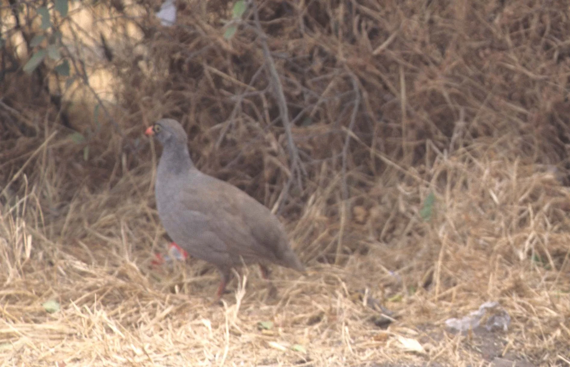 BIRDS - FRANCOLIN - KRUGER.jpg
