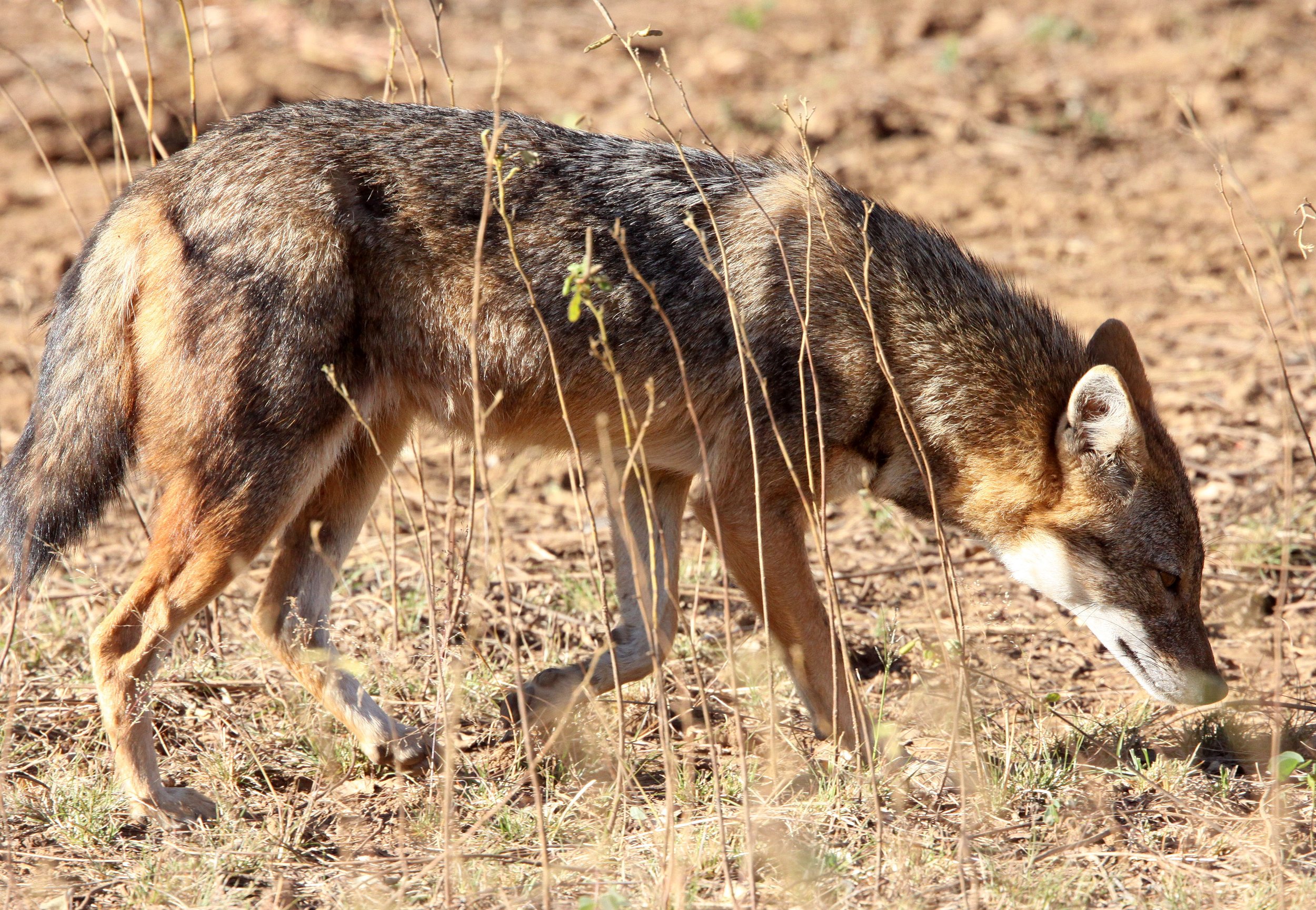 JACKAL - Canis aureus aureus - PERSIAN (GOLDEN) JACKAL - GIR FOREST GUJARAT INDIA (5).JPG