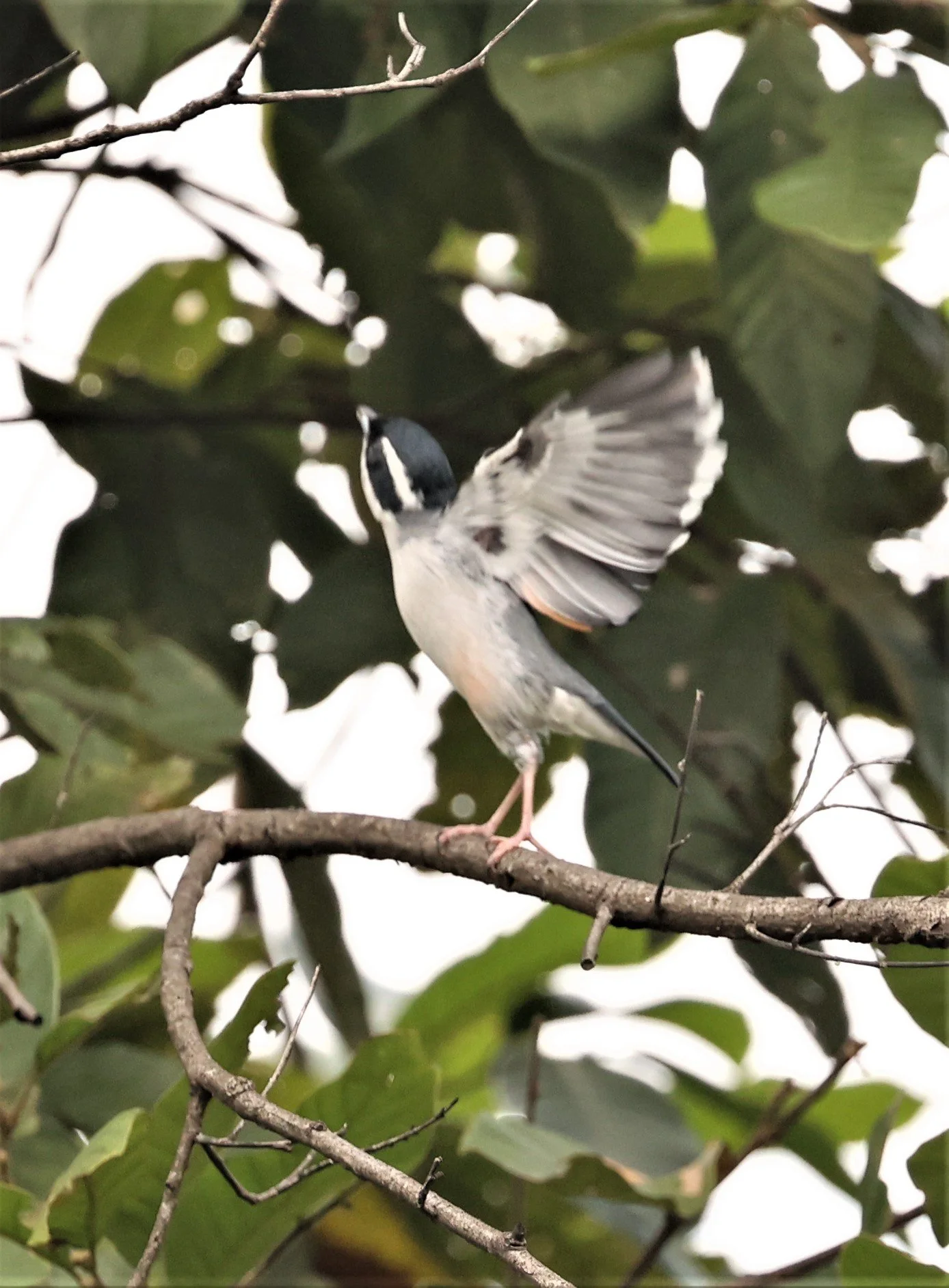 Blythe's Shrike Babbler (Pteruthius aeralatus) Kiew Lom Campground Doi Pha Hom Pok NP Thailand (28).jpg