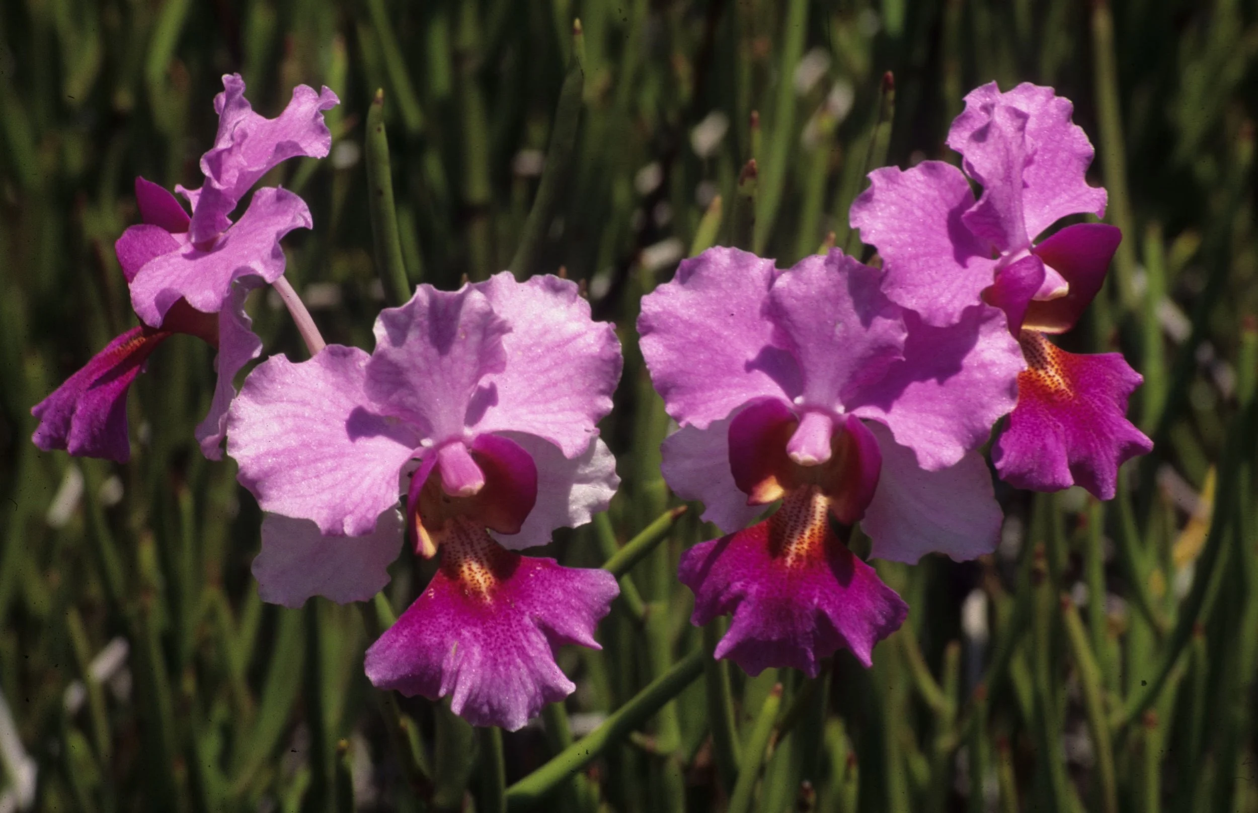 HAWAII - HAWAII - ORCHID - NATIVE SPECIEDS.jpg