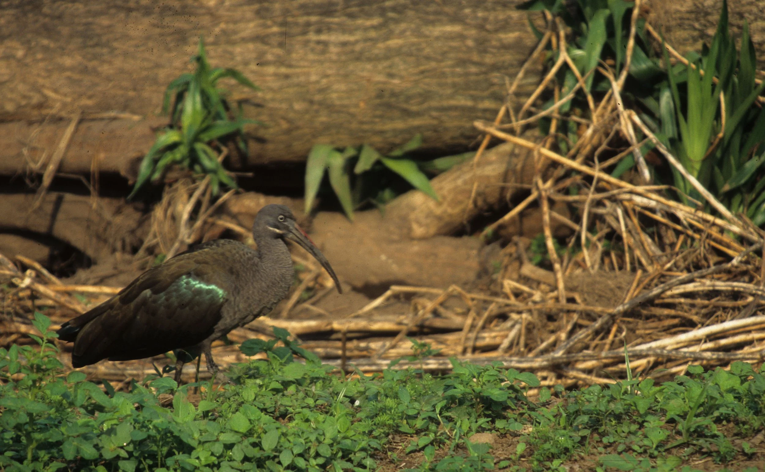 IBIS - HADADA IBIS - Bostrychia hagedash - RWANDA (11).jpg