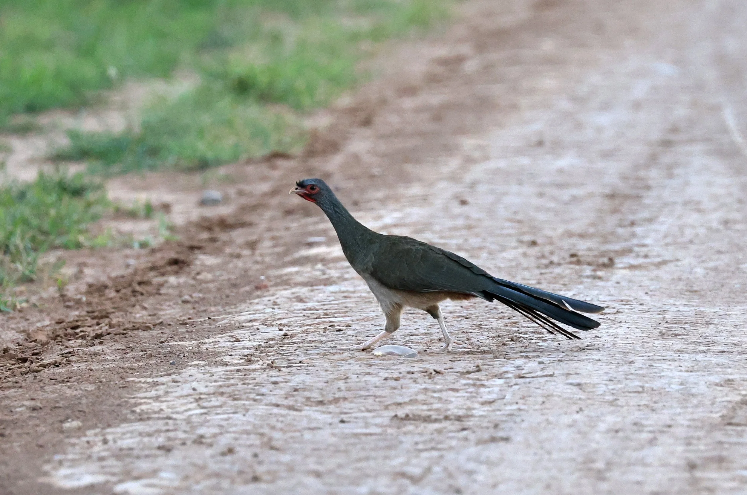 Chaco chachalaca (Ortalis canicollis) Agua Dulce Paraguay (8).jpg