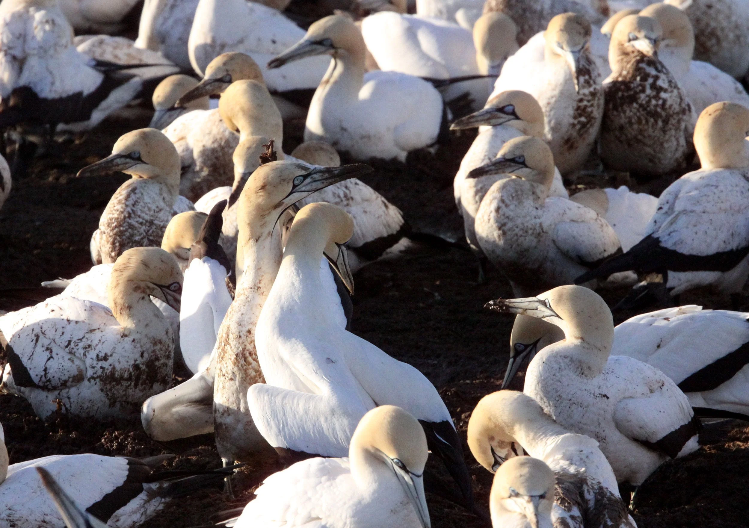Cape gannet (Morus capensis) Lambert's Bay South Africa (31).JPG
