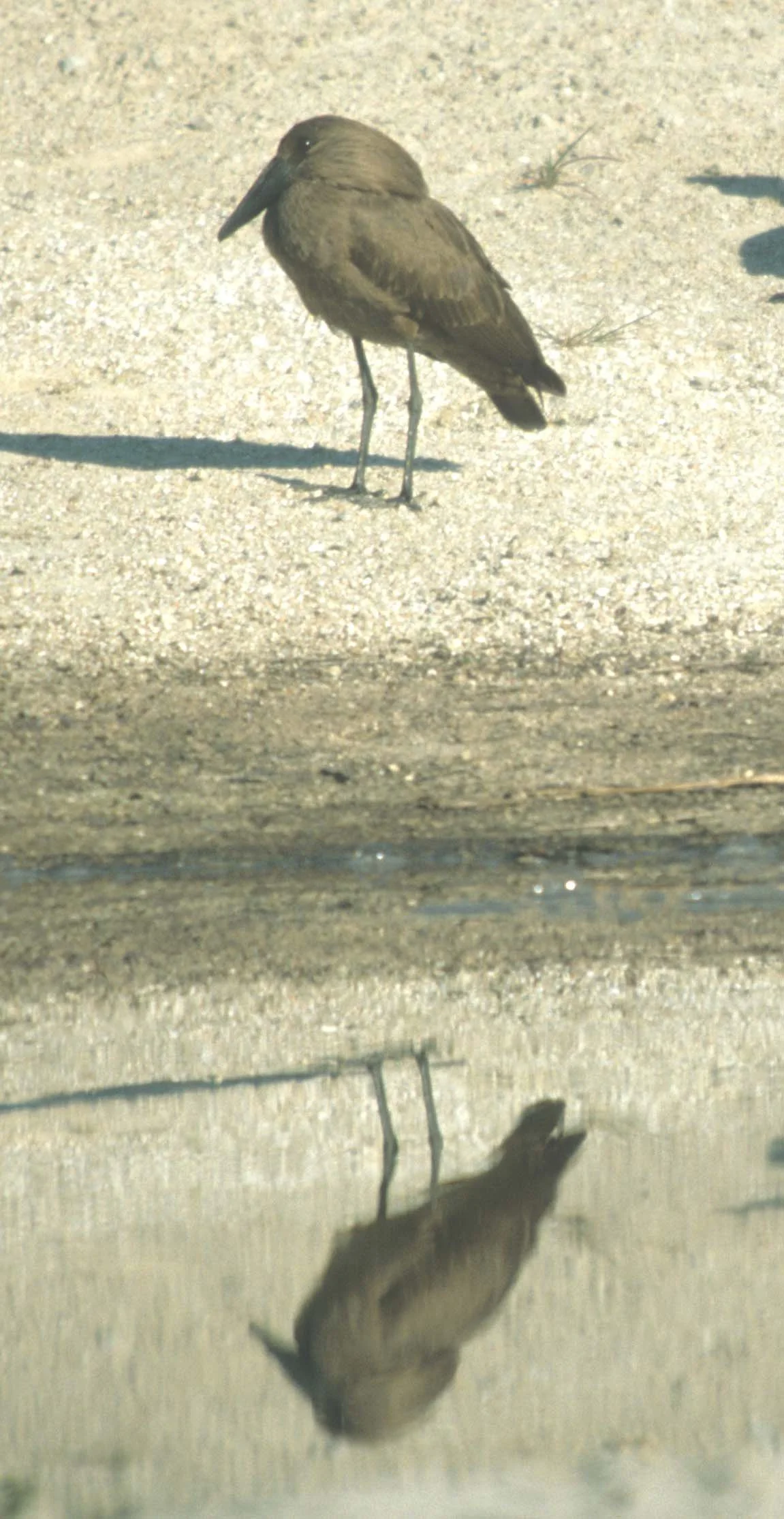 BIRDS - HAMMERKOP - KRUGER.jpg