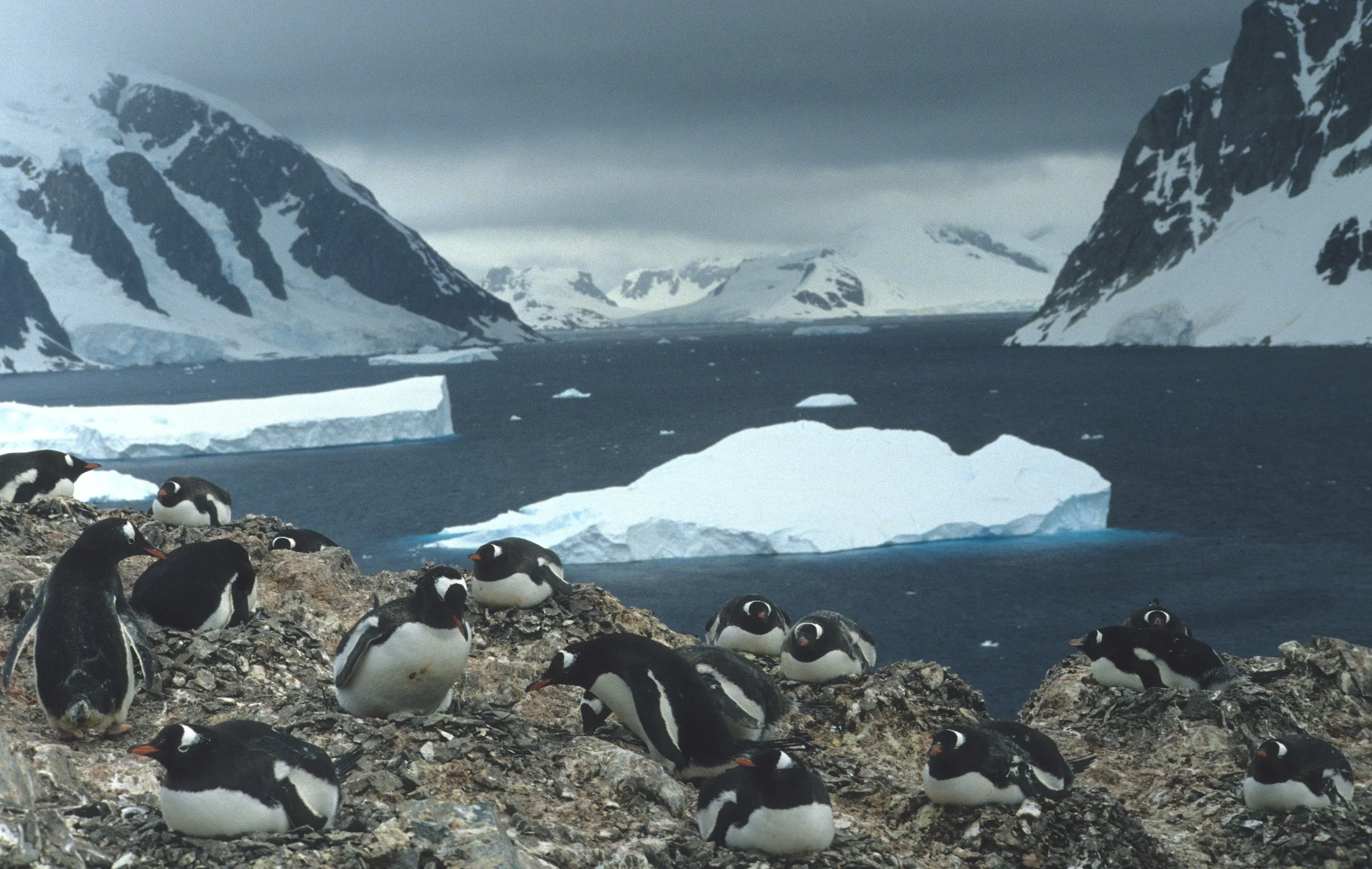 Gentoo Penguin (Pygoscelis papua) Antarctic Peninsula scanned slides 1996 (16).jpg