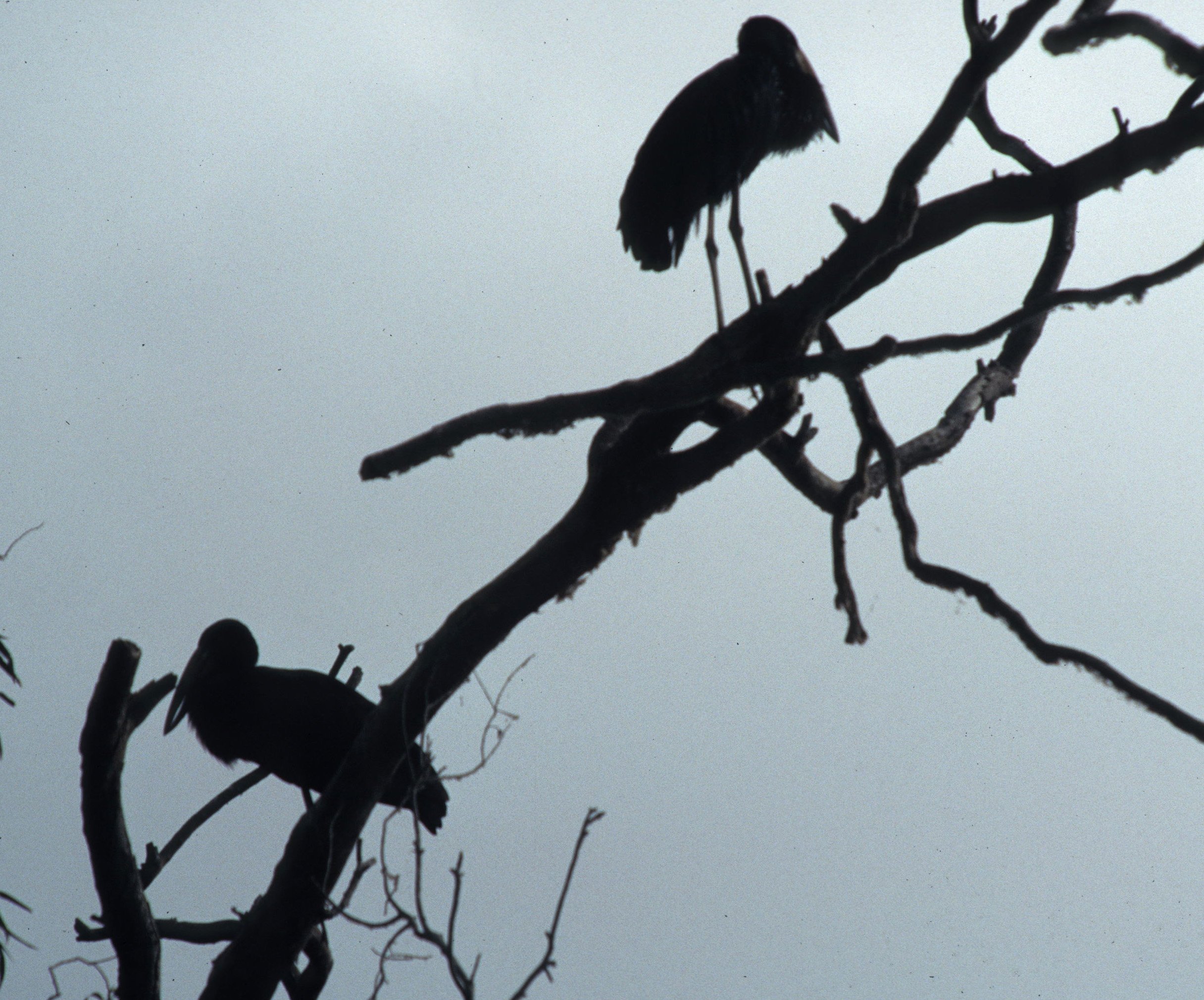 BIRDS - STORK - AFRICAN OPENBILLED - UGANDA G.jpg