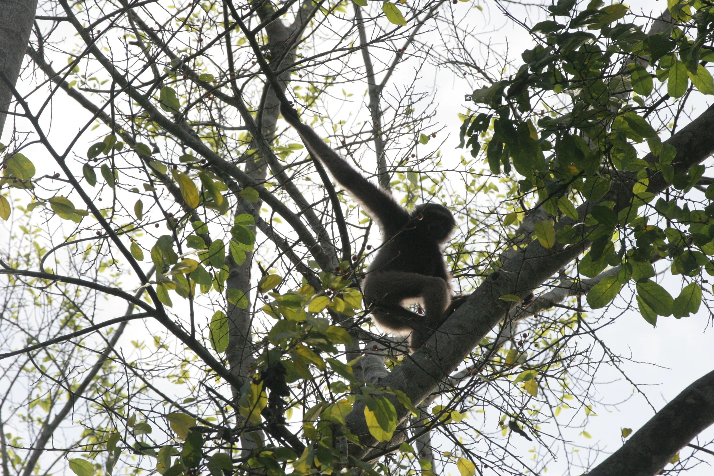 HYLOBATIDAE - Hylobates muelleri - MUELLER'S (GRAY) GIBBON - TABIN WILDLIFE RESERVE  (105).JPG