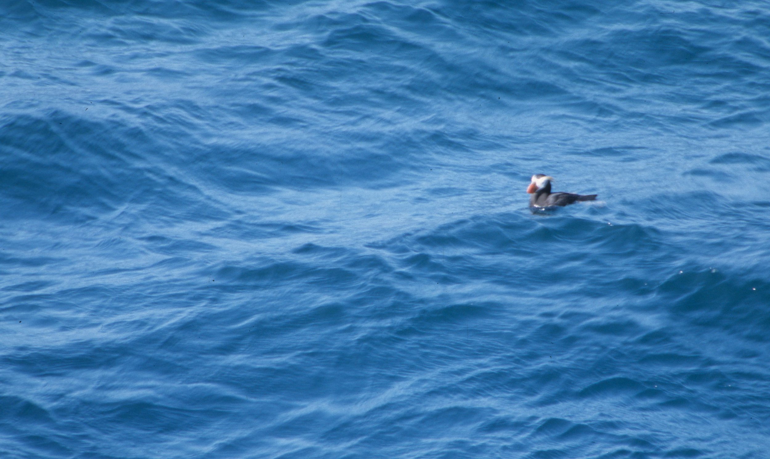 Fratercula cirrhata - TUFTED PUFFIN- CAPE FLATTERY OLYMPIC PENINSULA WASHINGTON (6).jpg