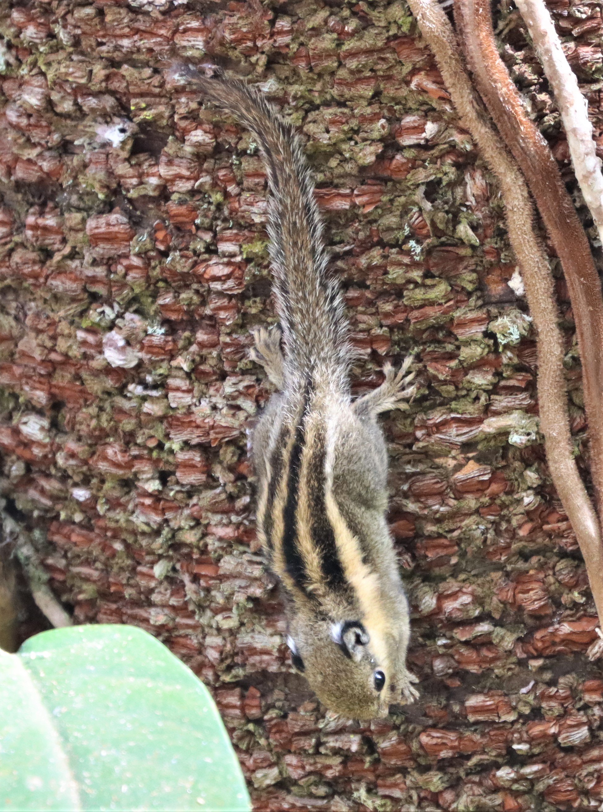 Tamiops mcclellandii - WESTERN OPR HIMALYAN STRIPED SQUIRREL - DOI INTHANON LOWER ELEVATIONS (8).jpg