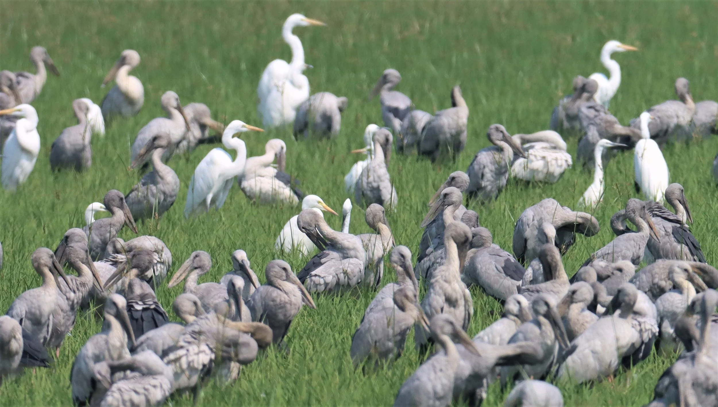 STORK - ASIAN OPENBILL - Anastomus oscitans - BANG KHAEM WETLANDS NAKHON PATHOM (29).jpg
