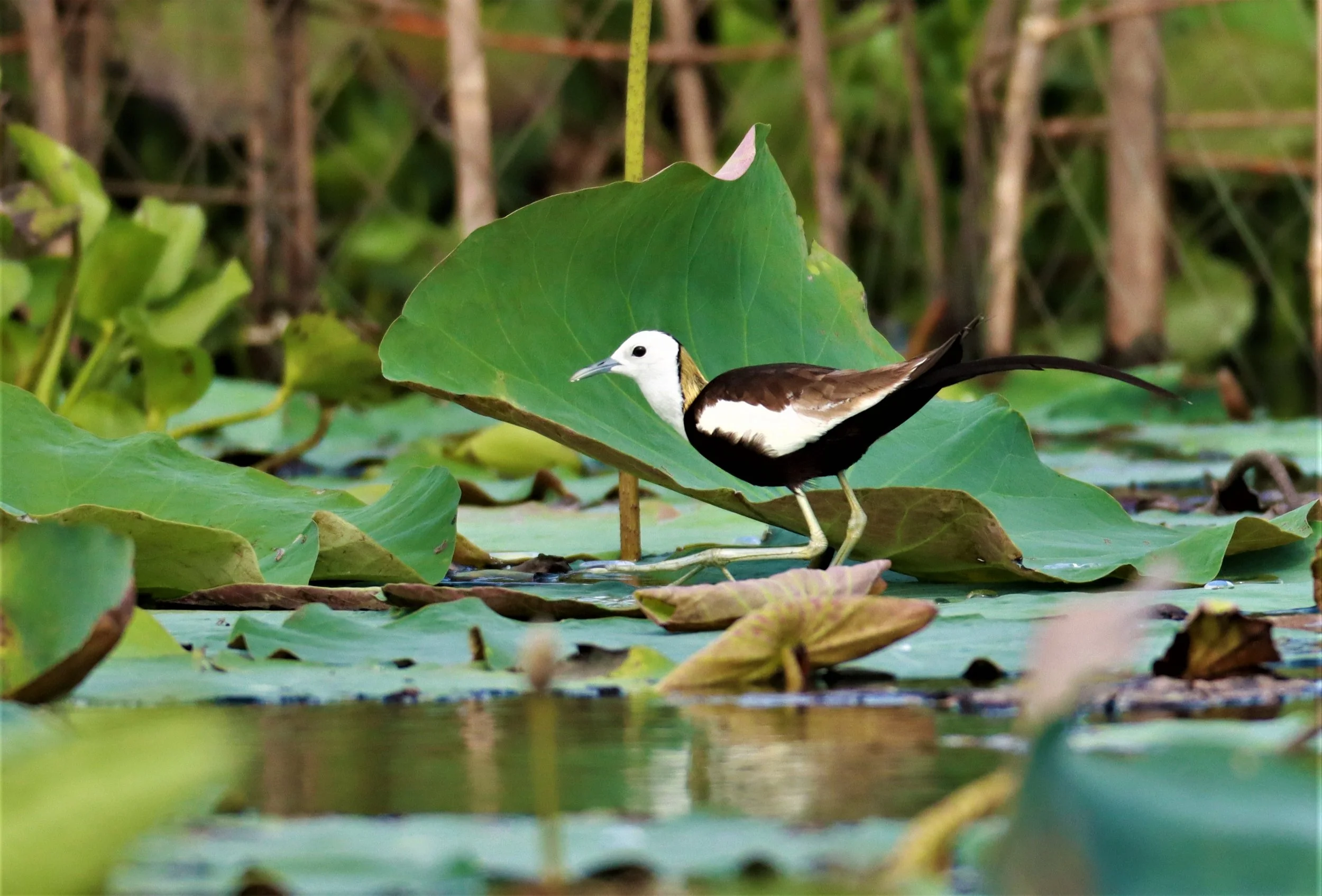 JACANA - PHEASANT-TAILED JACANA - Hydrophasianus chirurgus - BUENG BORAPHET NAKHON SAWAN AUGUST 2021 (10).jpg