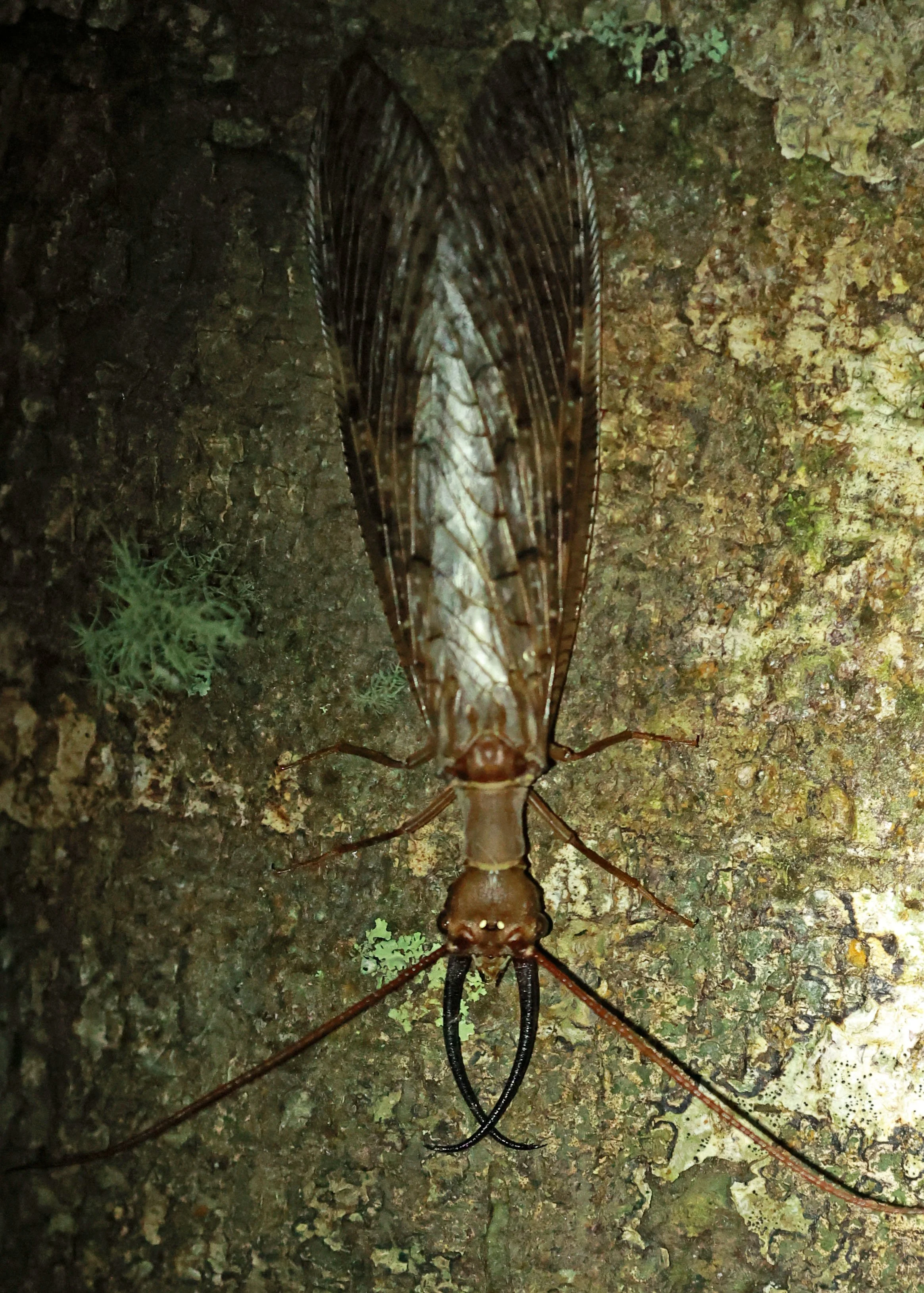 Dobsonfly - San Isidro Lodge, Ecuador  (3).jpg