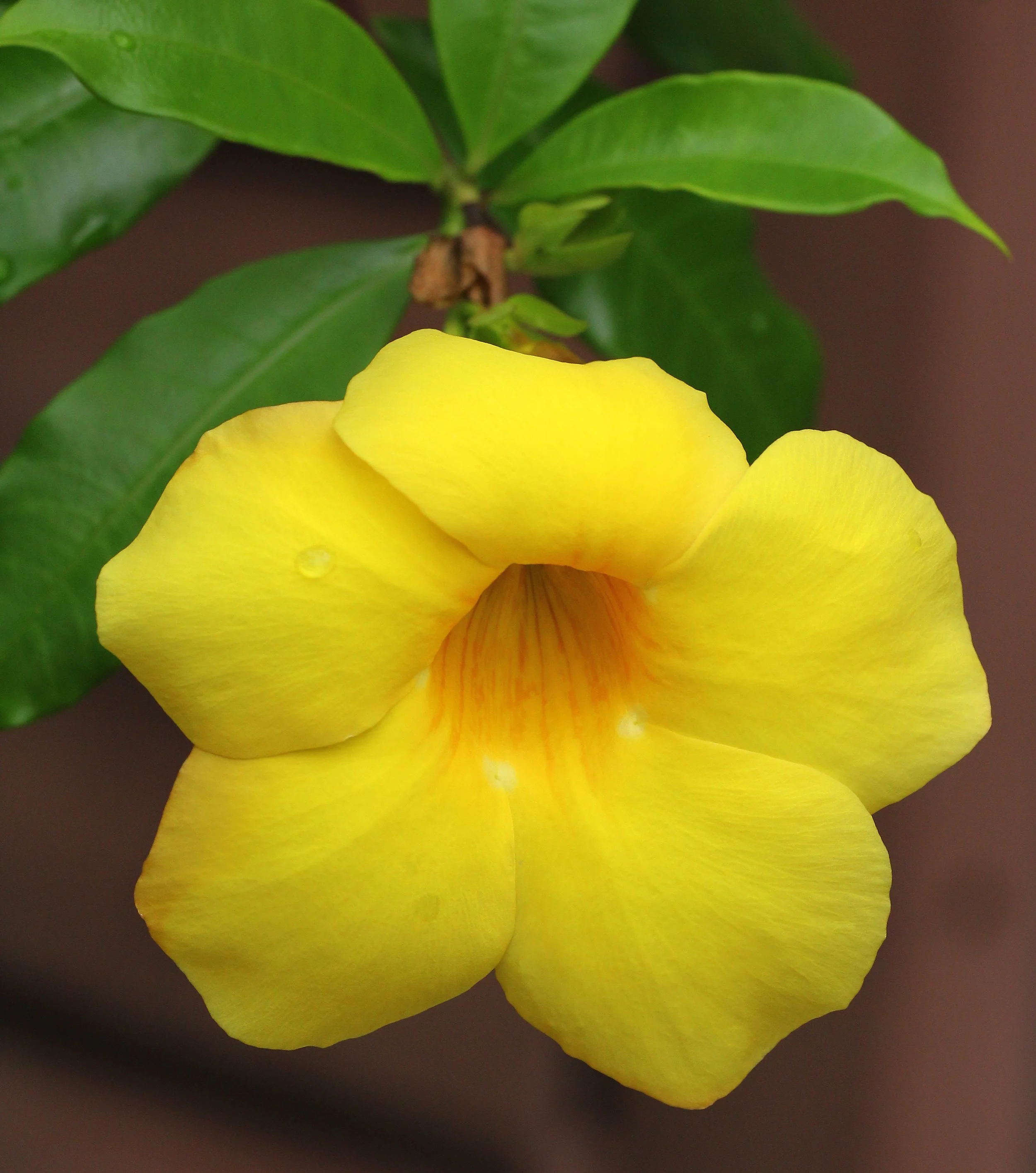 2015 Koh Lanta Summer Misc Images (169).JPG